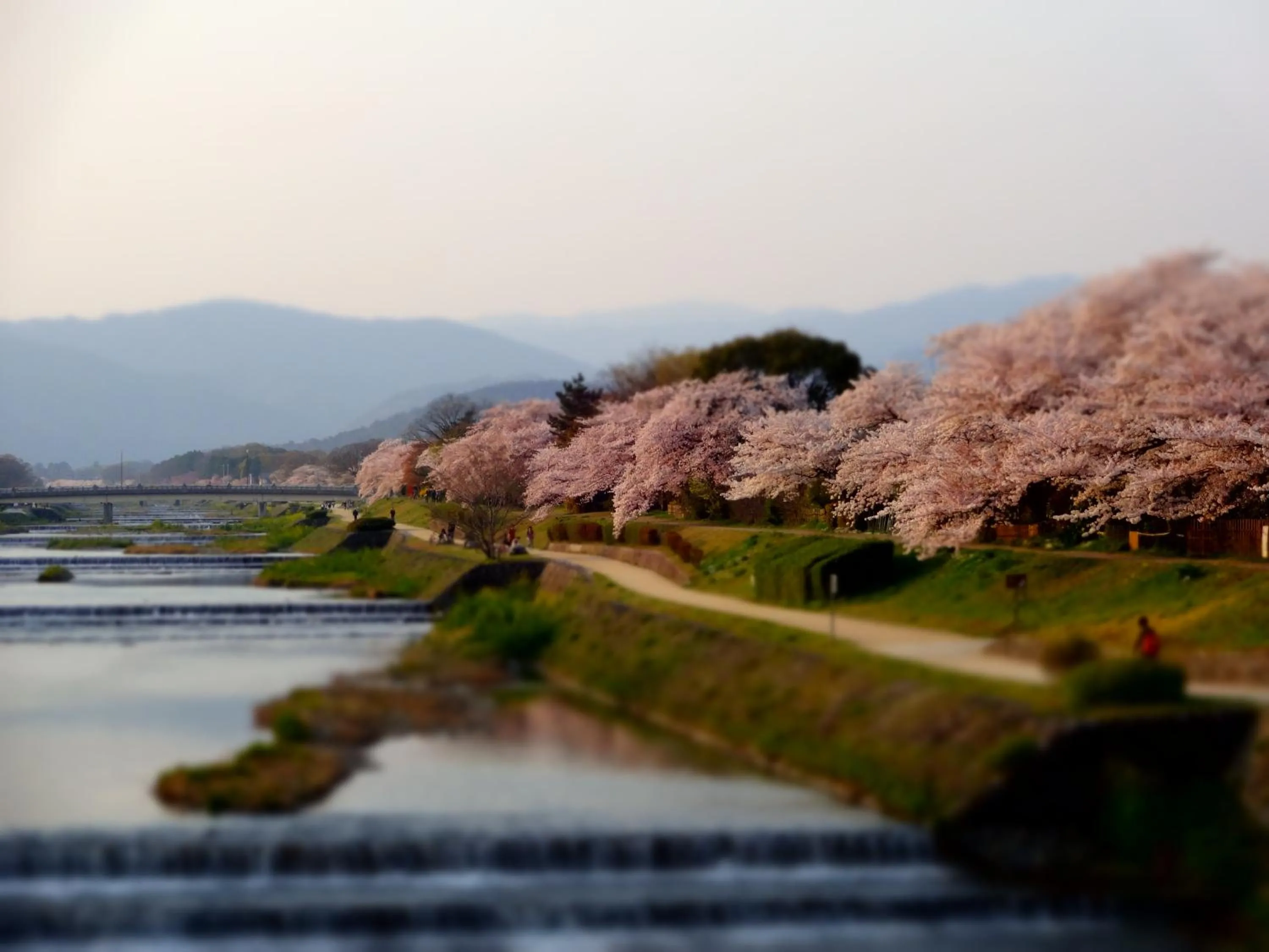 Spring in Diamond Kyoto Society