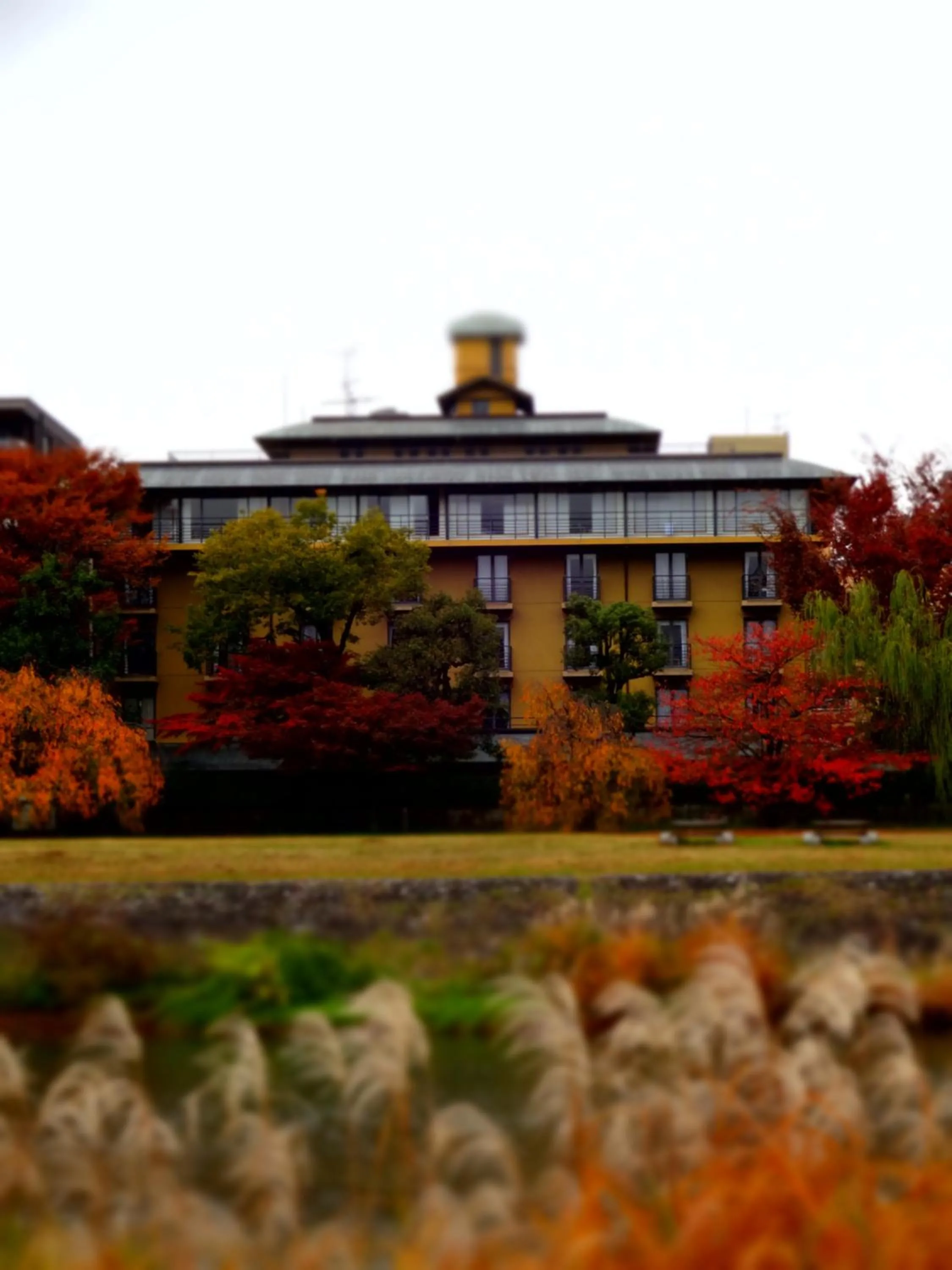 Spring in Diamond Kyoto Society