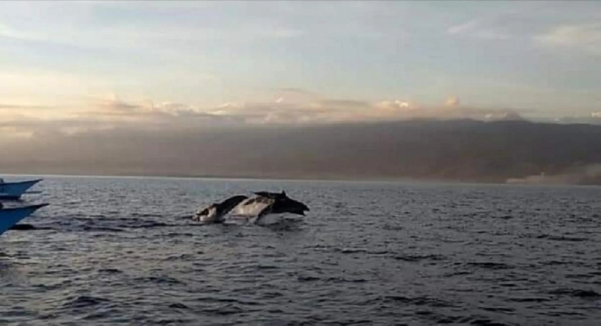 Snorkeling in Asiana Lovina Hotel