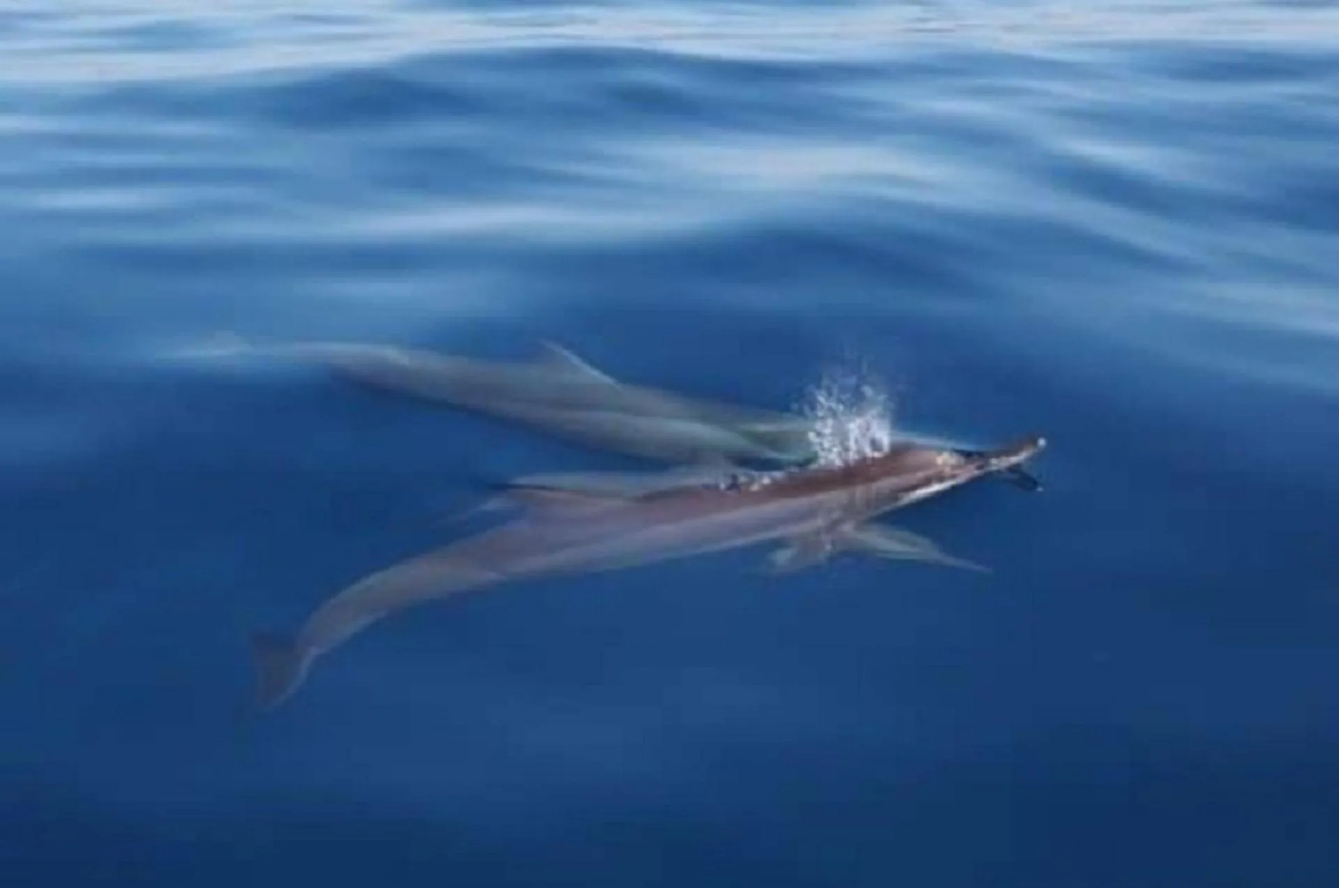 Beach in Asiana Lovina Hotel