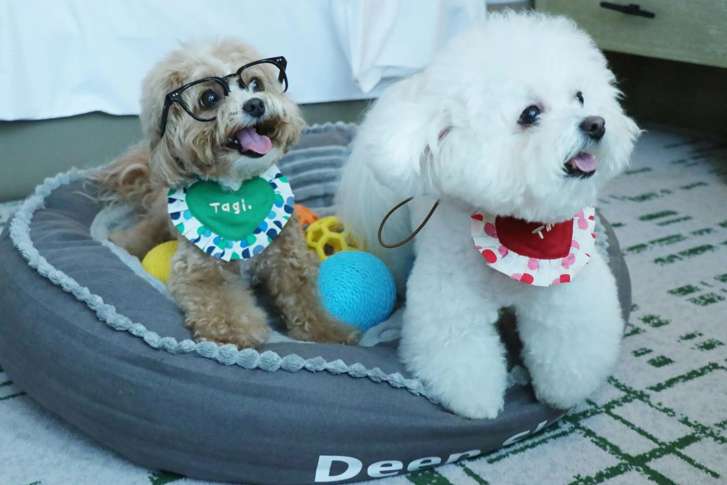 pet friendly in Hilton Chengdu Chenghua - Close to Panda Base and Chunxi Road