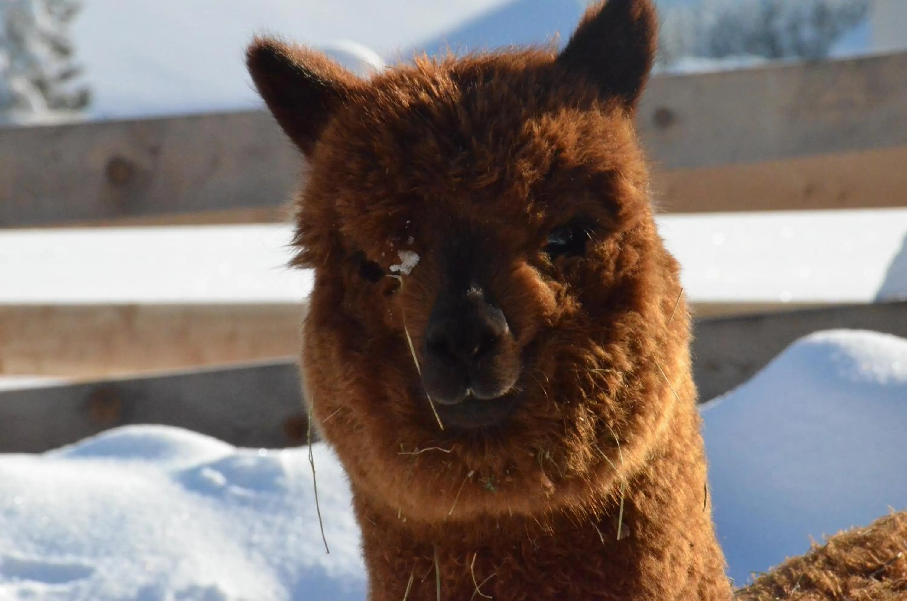 Animals in Pension Kirchbrugger