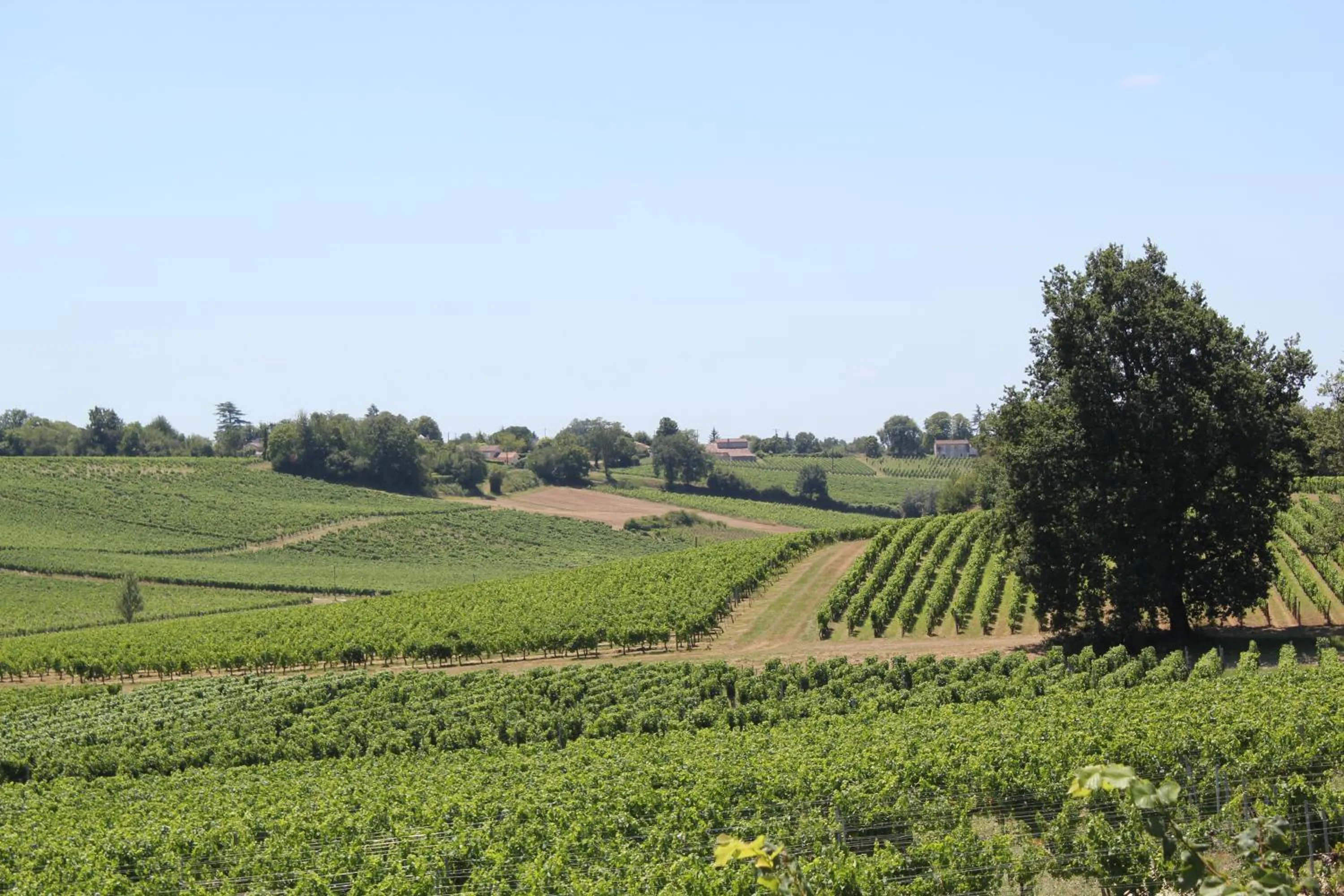 Natural landscape in Les charmes de Vincent - le loft Cabernet