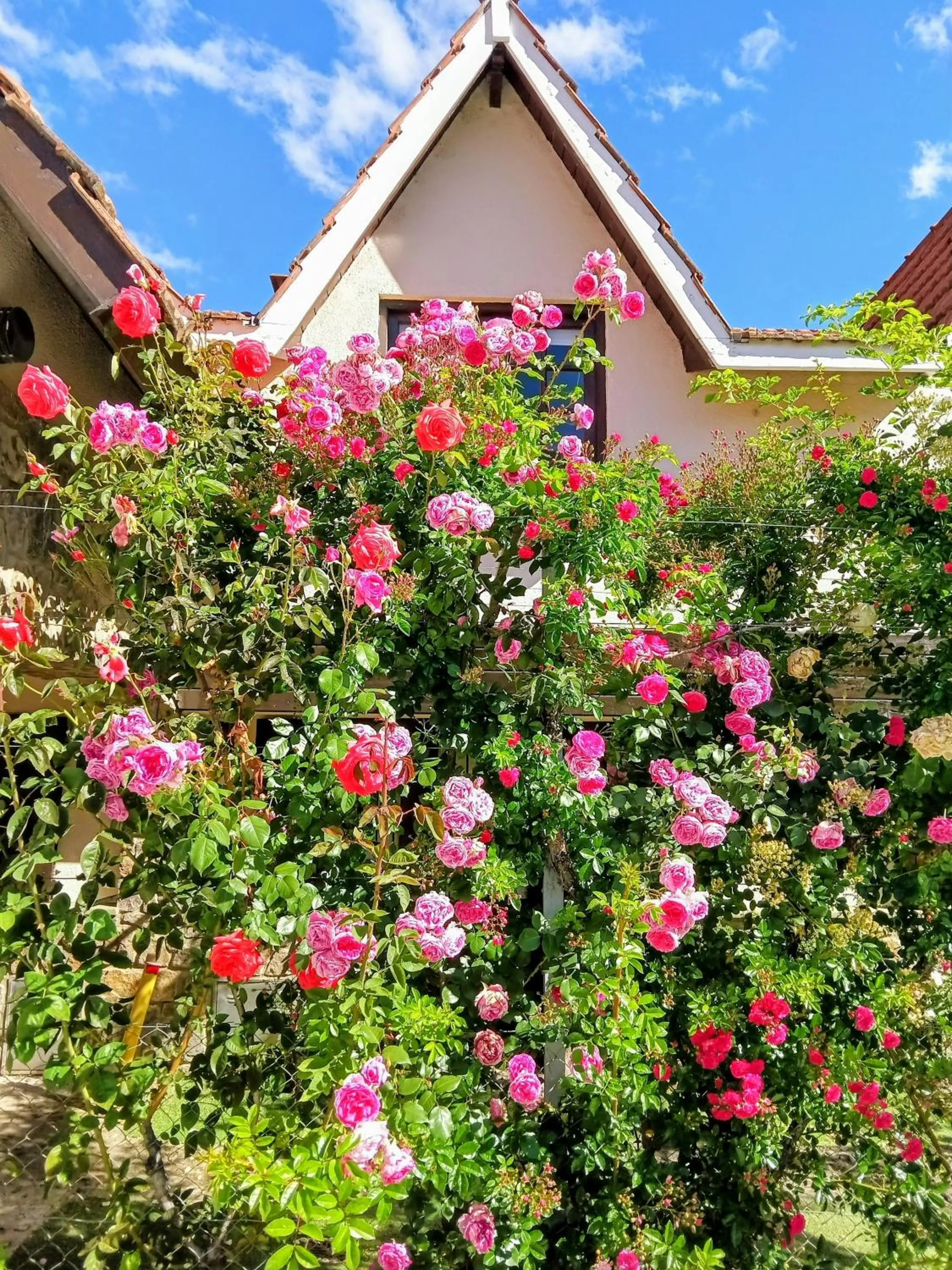 Apart Rose Garden