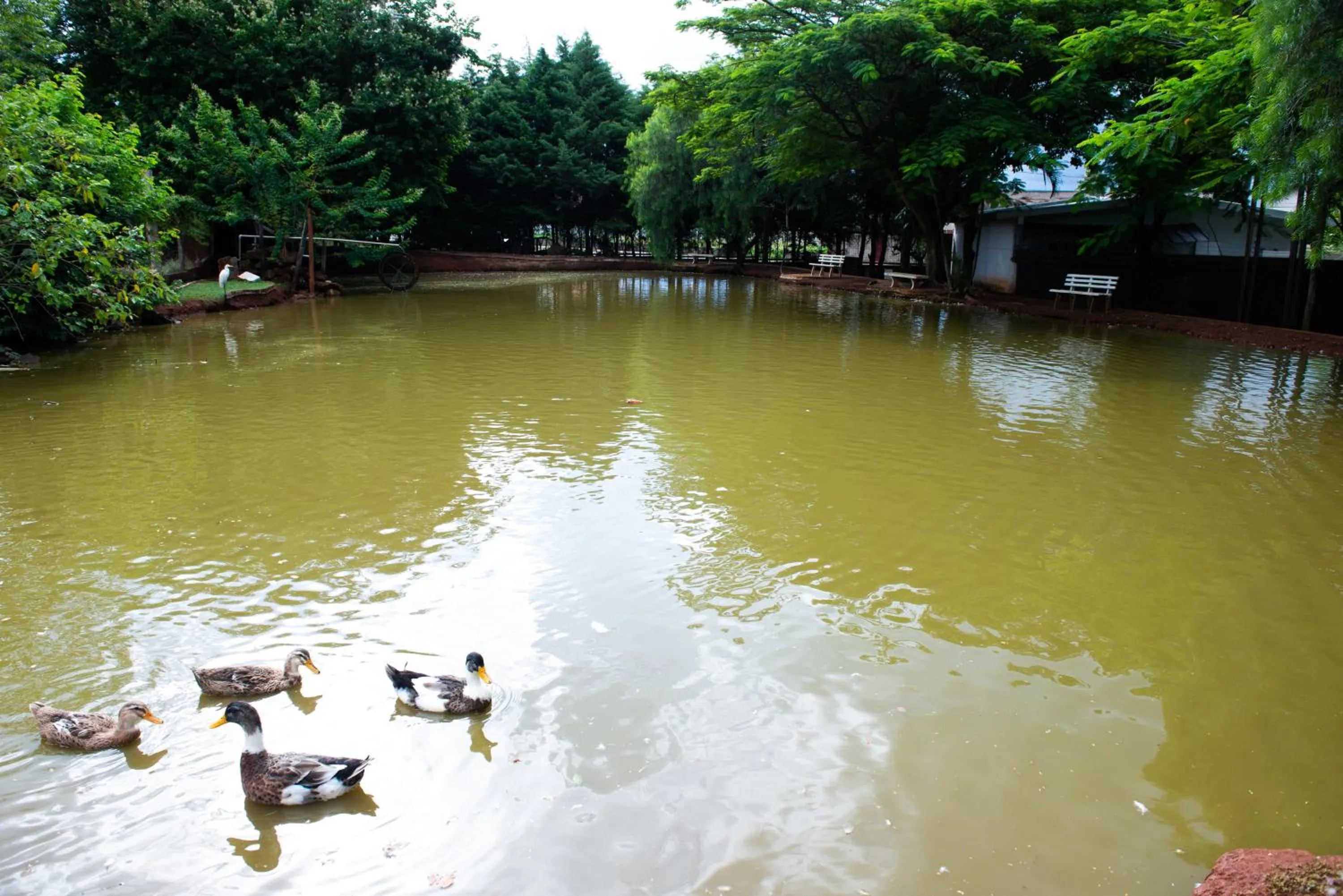 Animals in Complexo Villa Verde