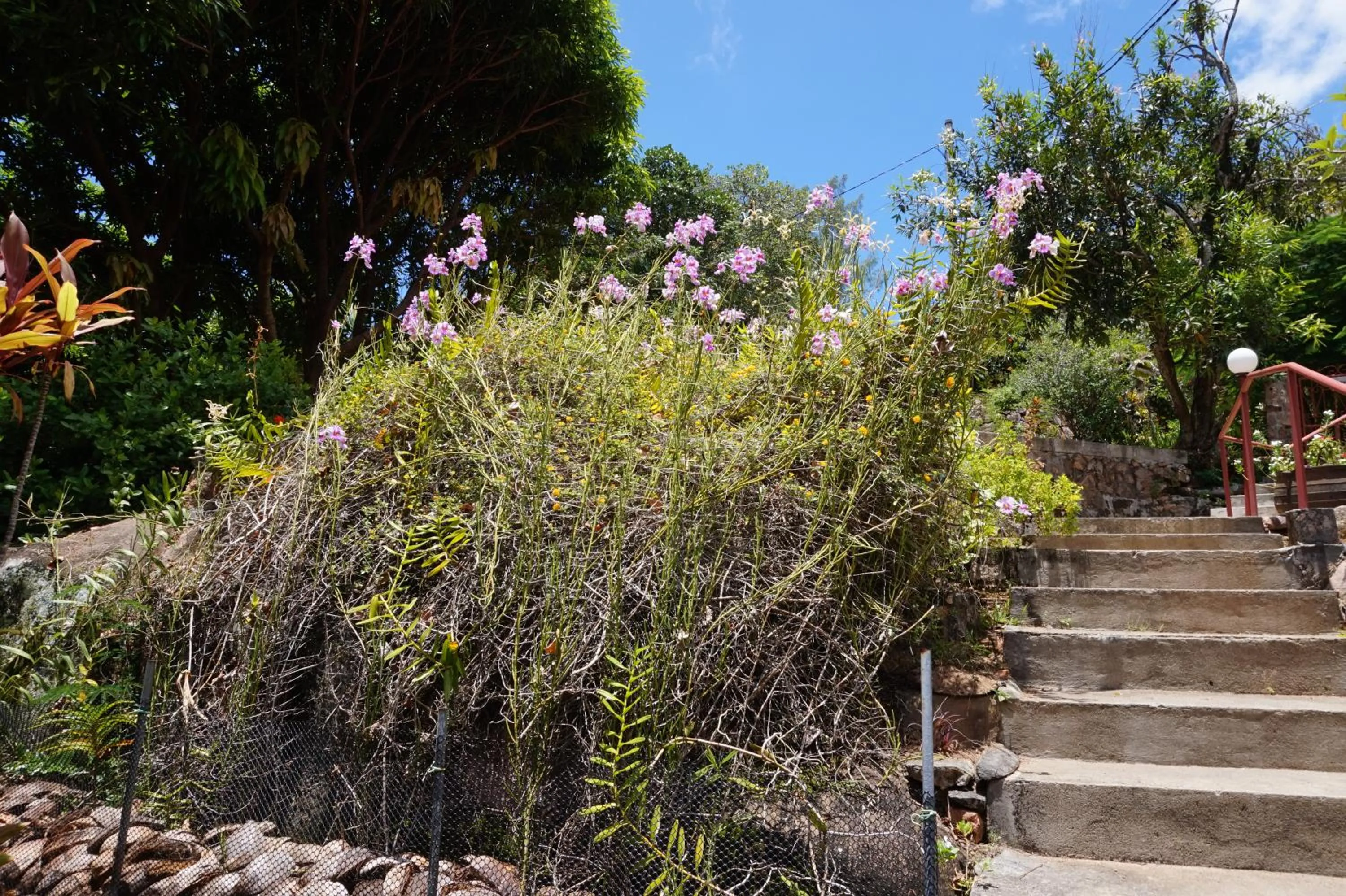 Garden in La Saline