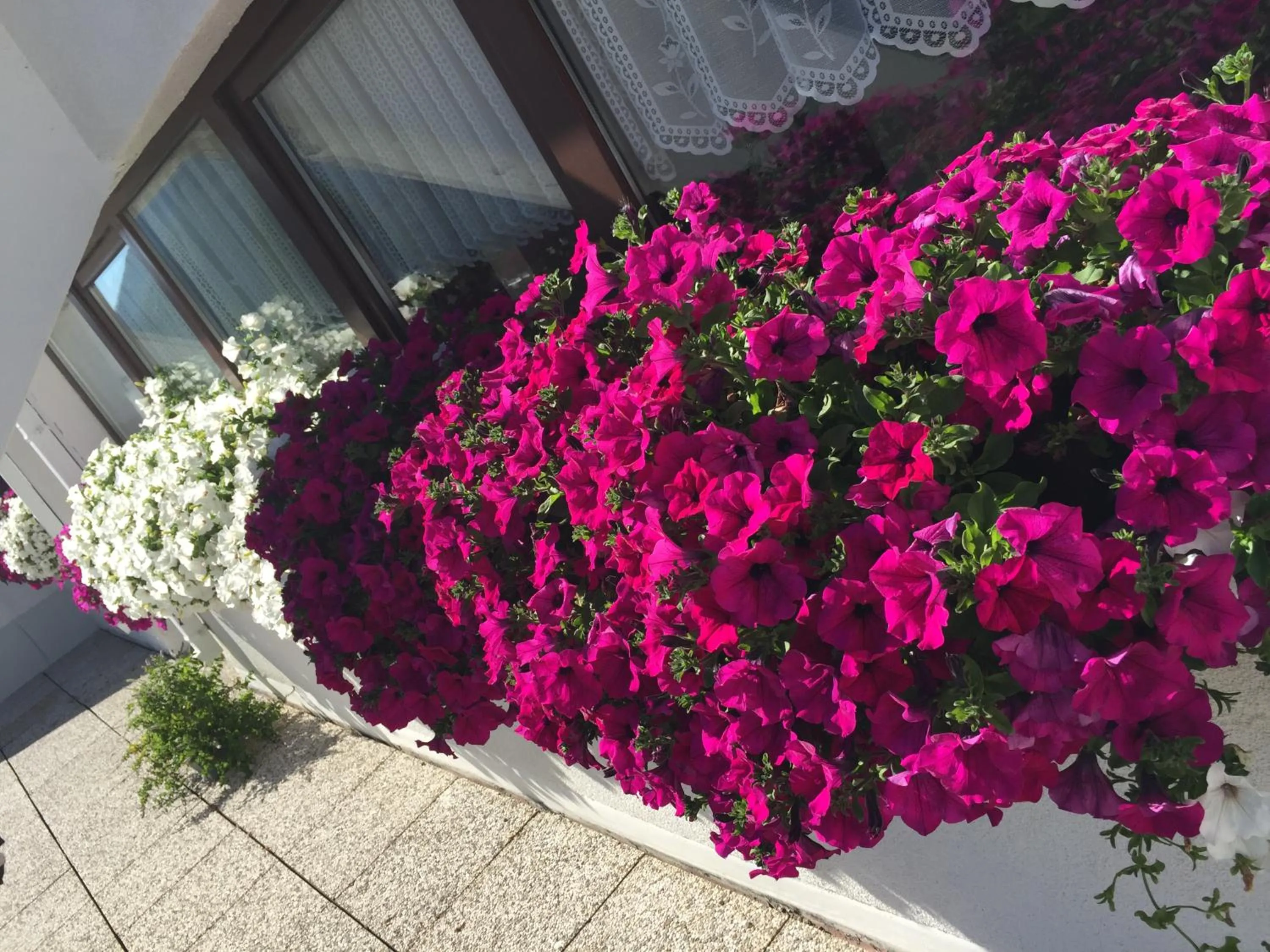 Summer in Residence Rododendro