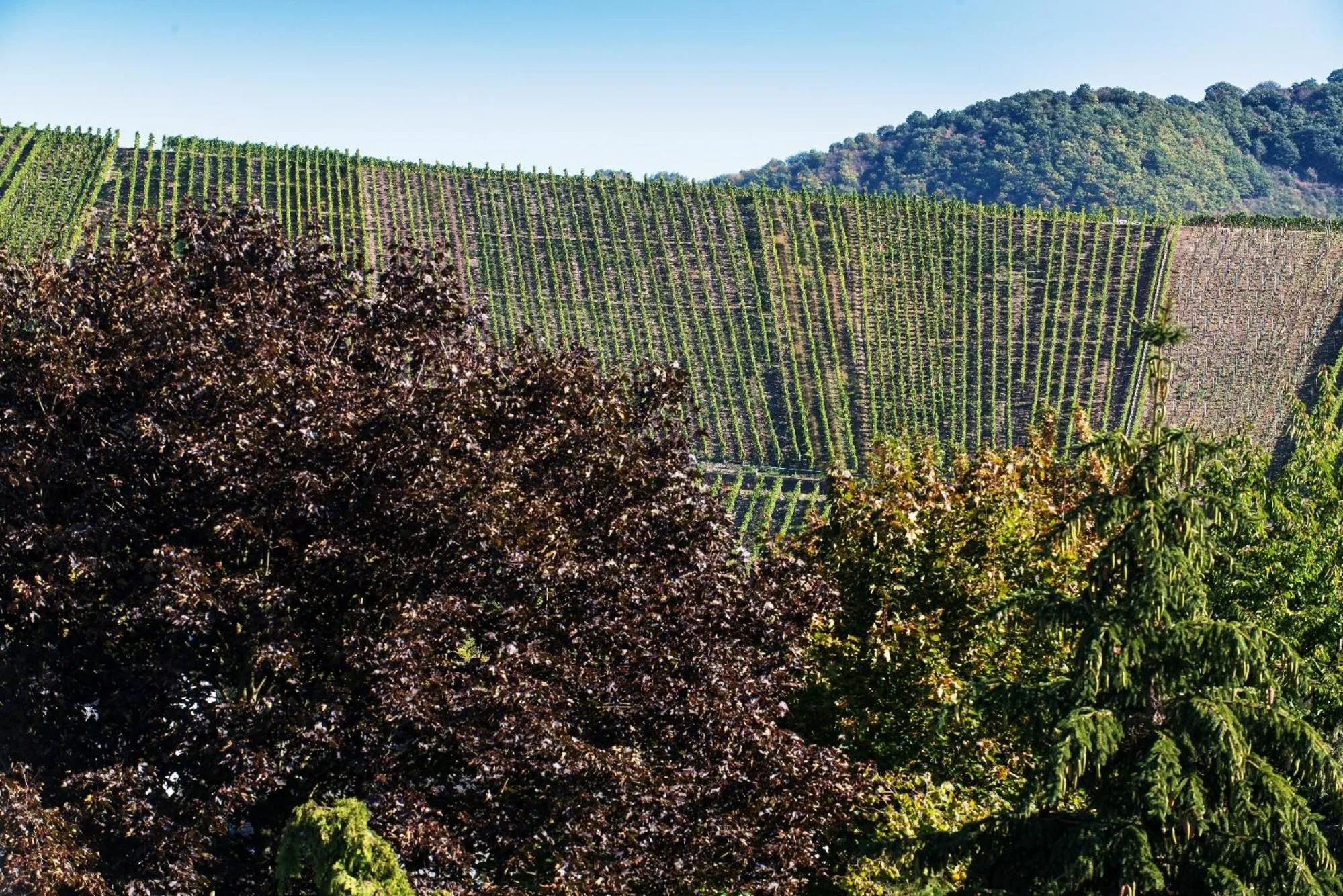 Mountain view in Hotel Weinhaus Weis