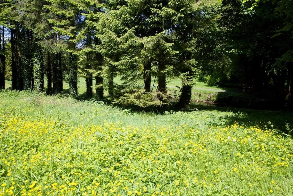 Natural landscape in Tully's Hotel