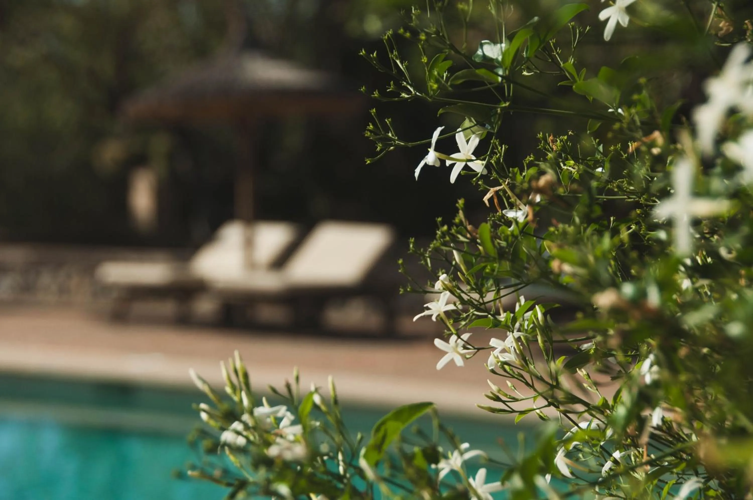 Garden in Finca Can Estades