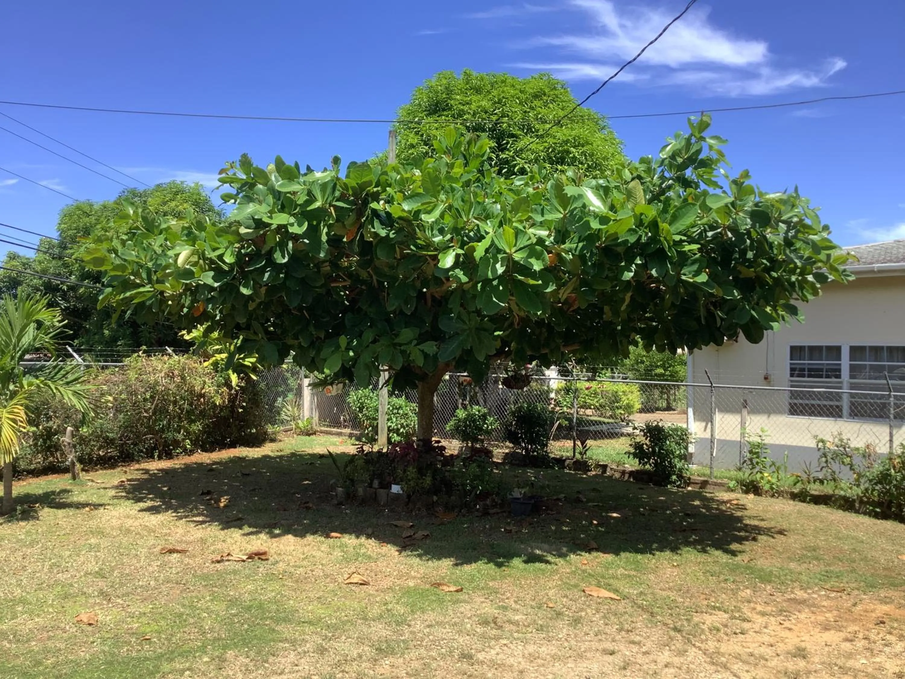 Garden in ritashomeawayfromhome