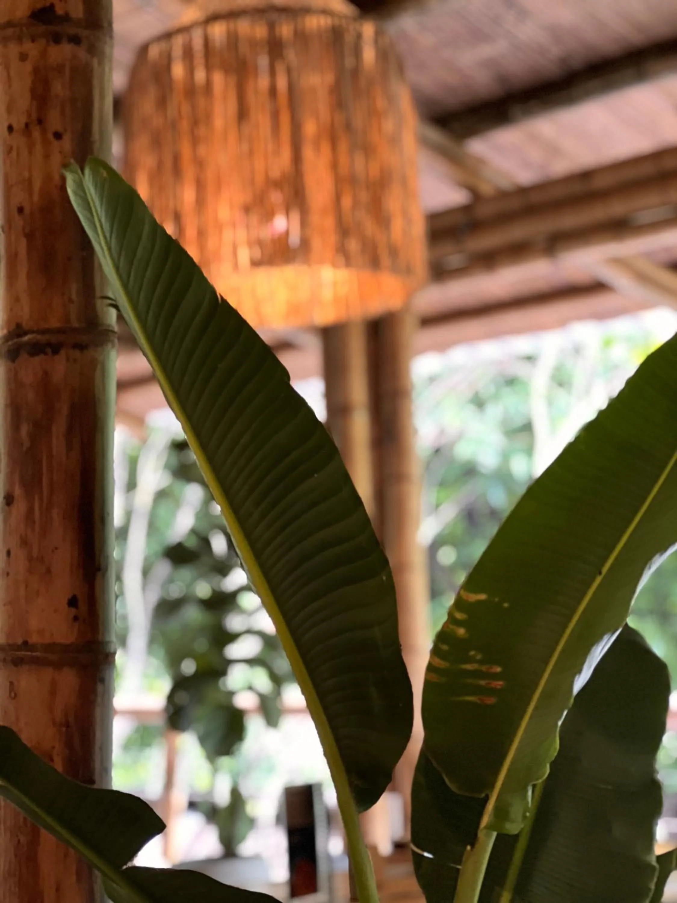 Natural landscape in Costeño River Minca
