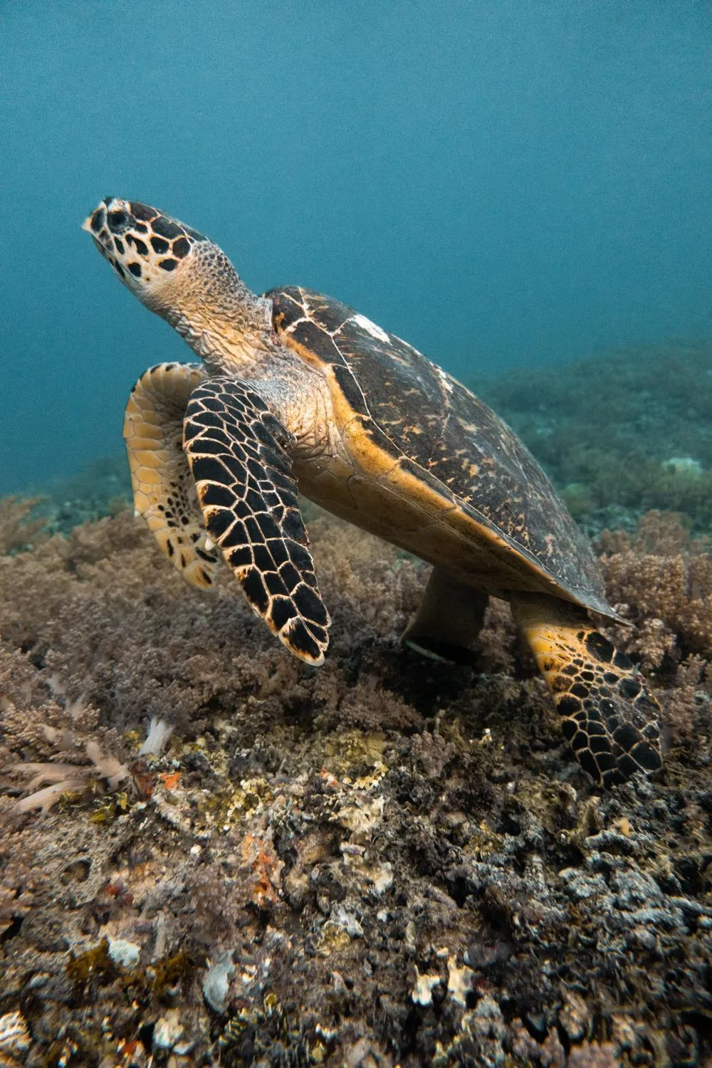 Island View Bar & Bungalow