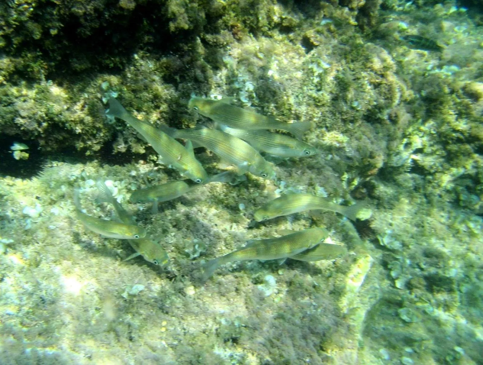 Sea of Eden