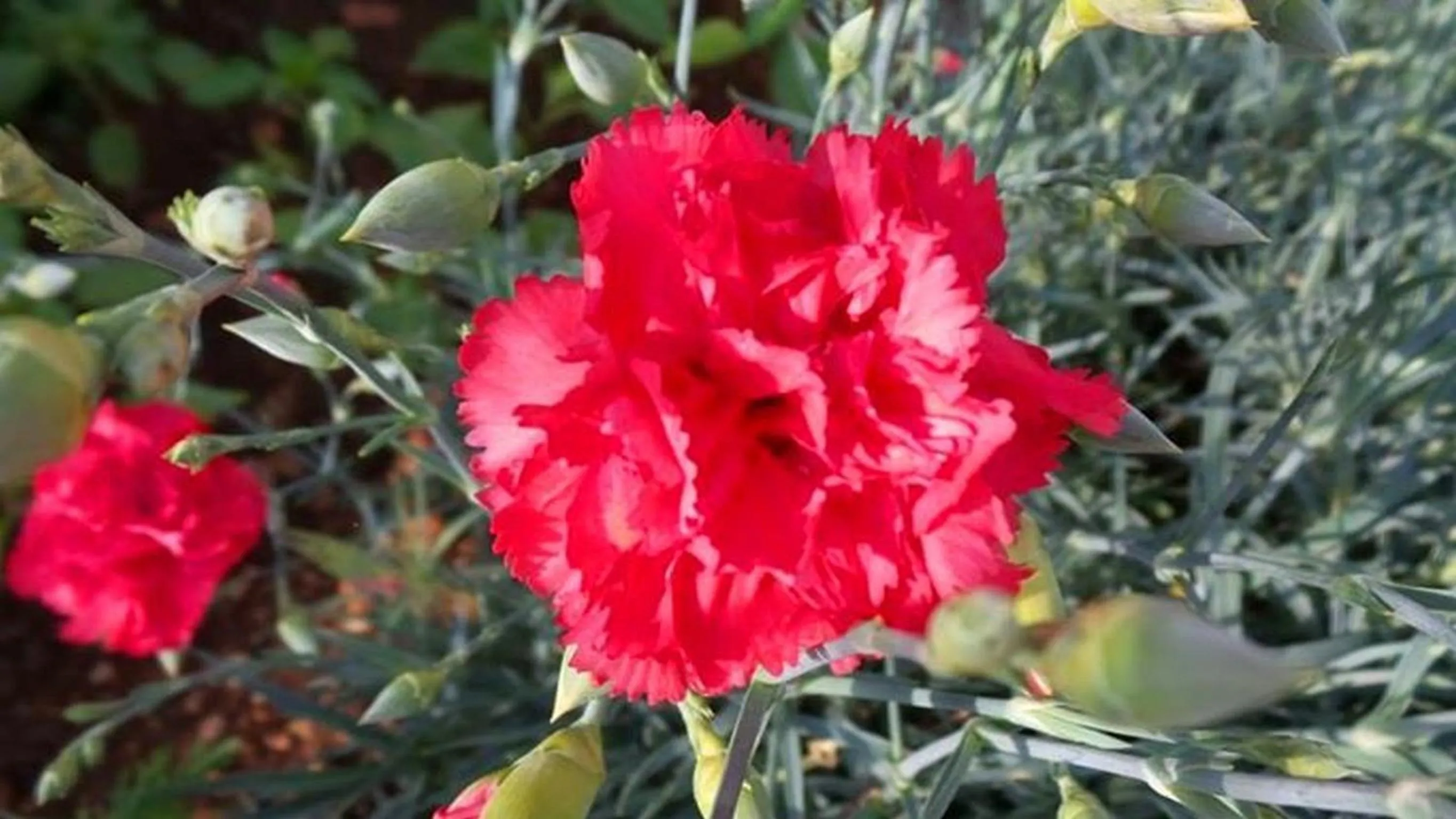 Garden in Sea of Eden