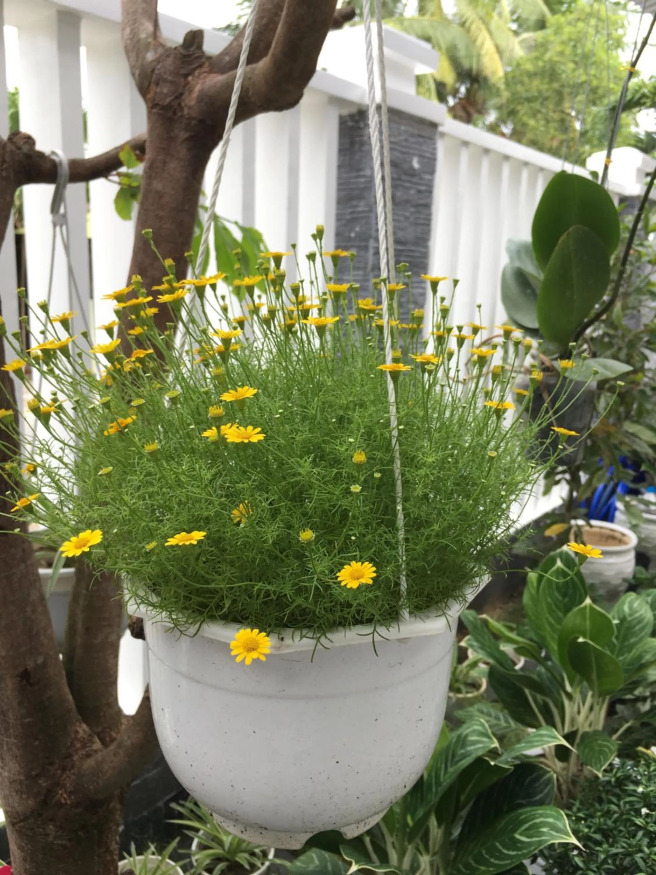 View (from property/room) in An Bang Scent Beach Homestay
