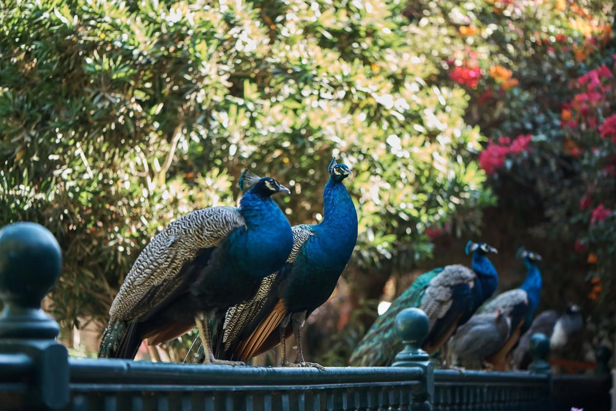 Animals in Hotel Majoro