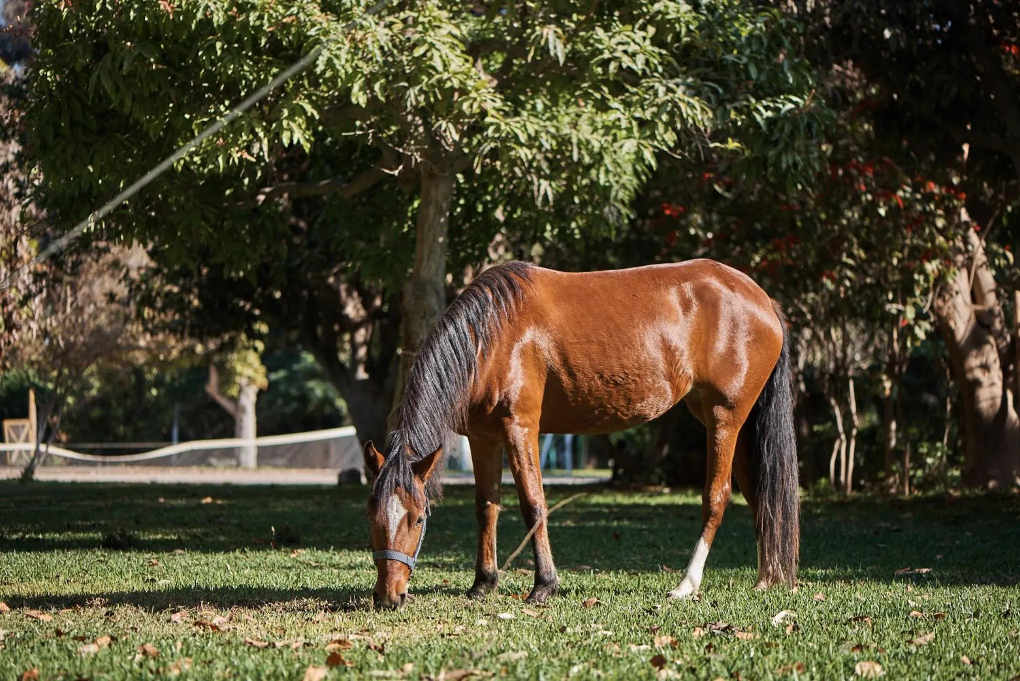 Garden in Hotel Majoro