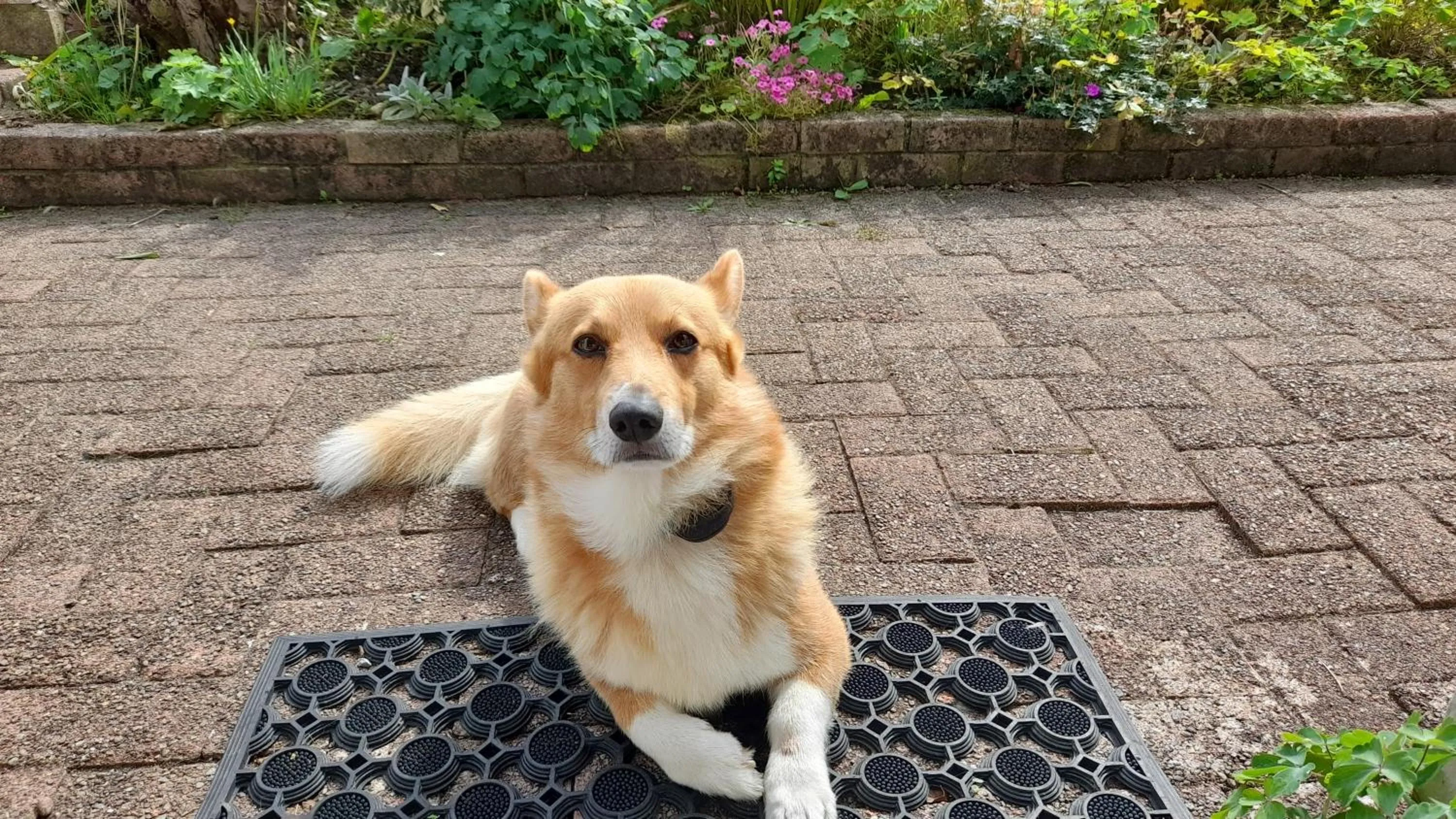 Pets in Inveraray Farm