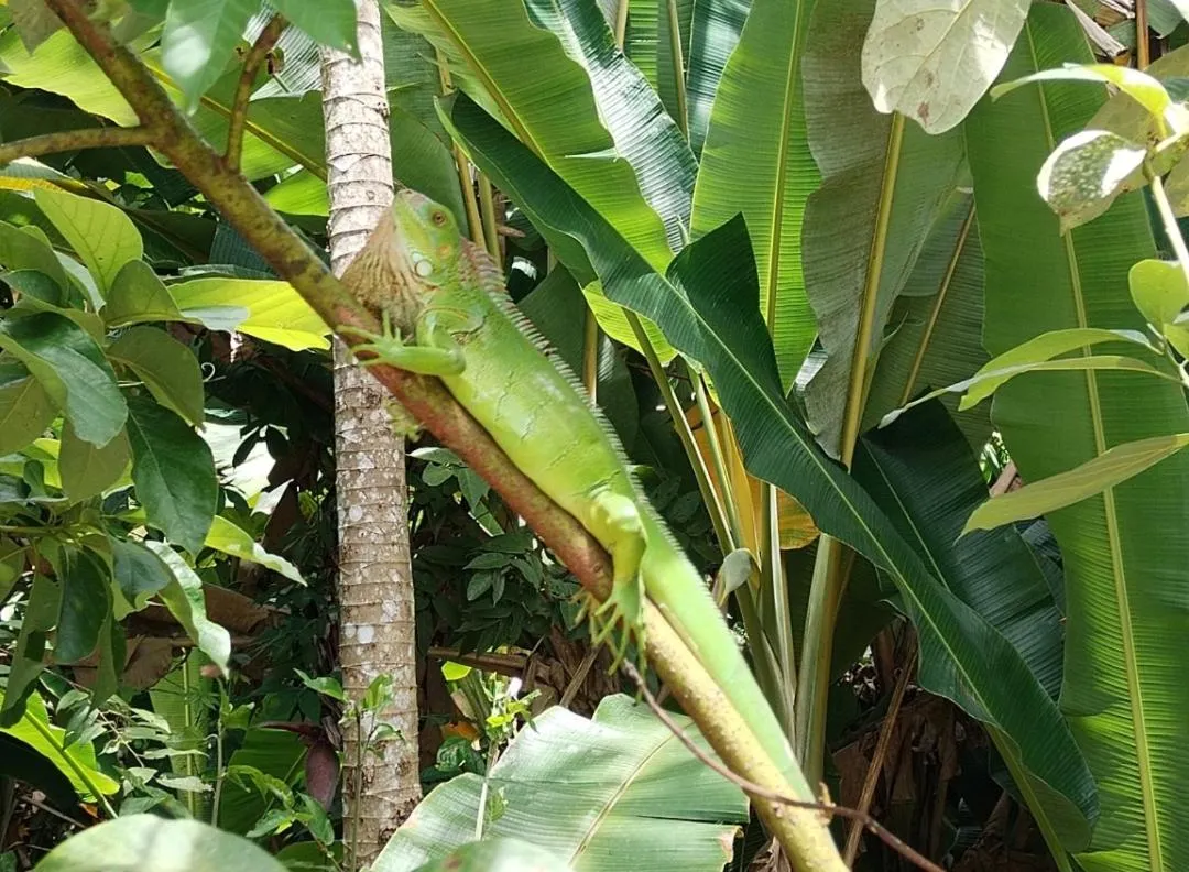 El Gecko Hotel & Tours