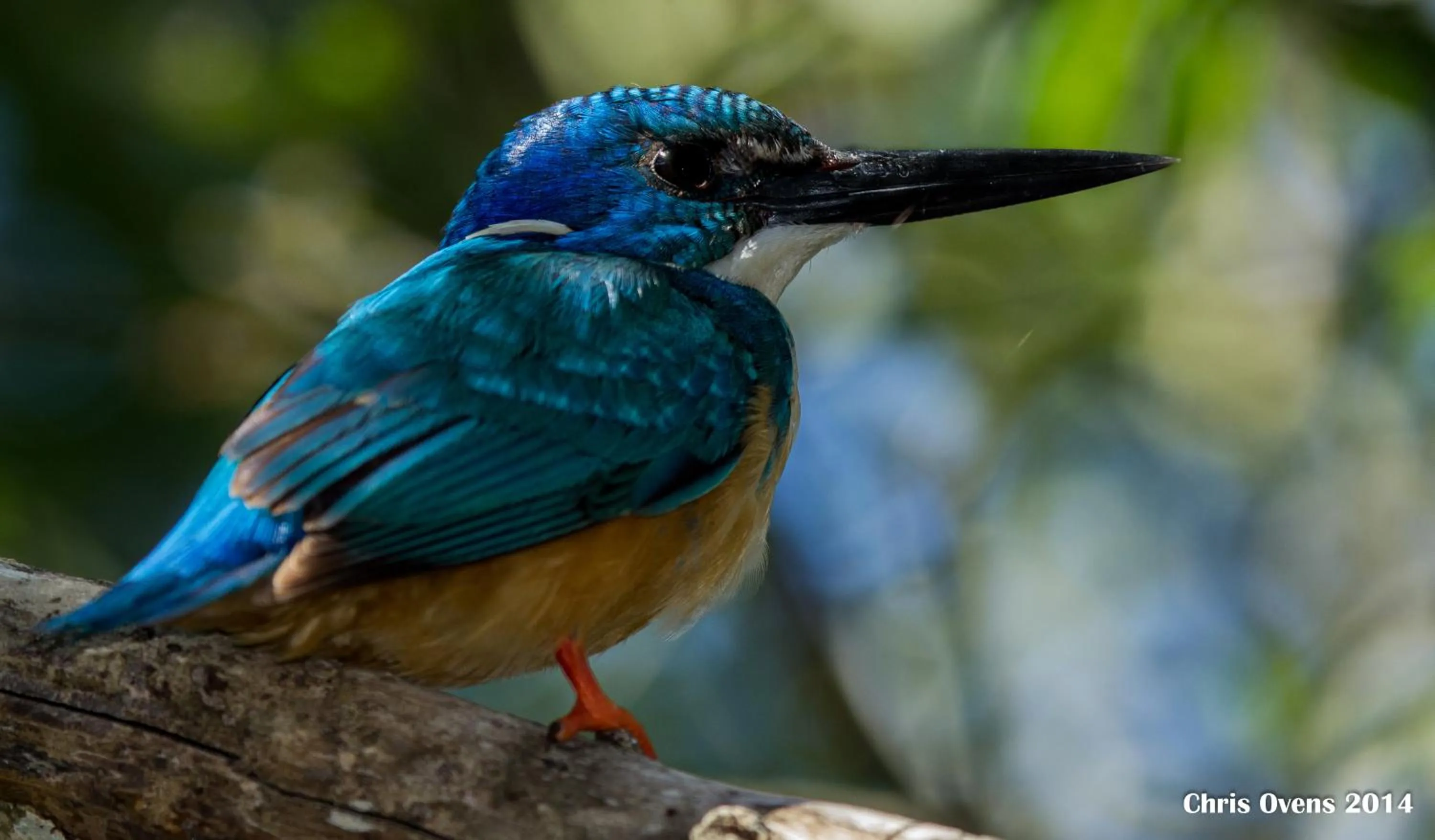 Activities in Sibuya Game Reserve and Lodge