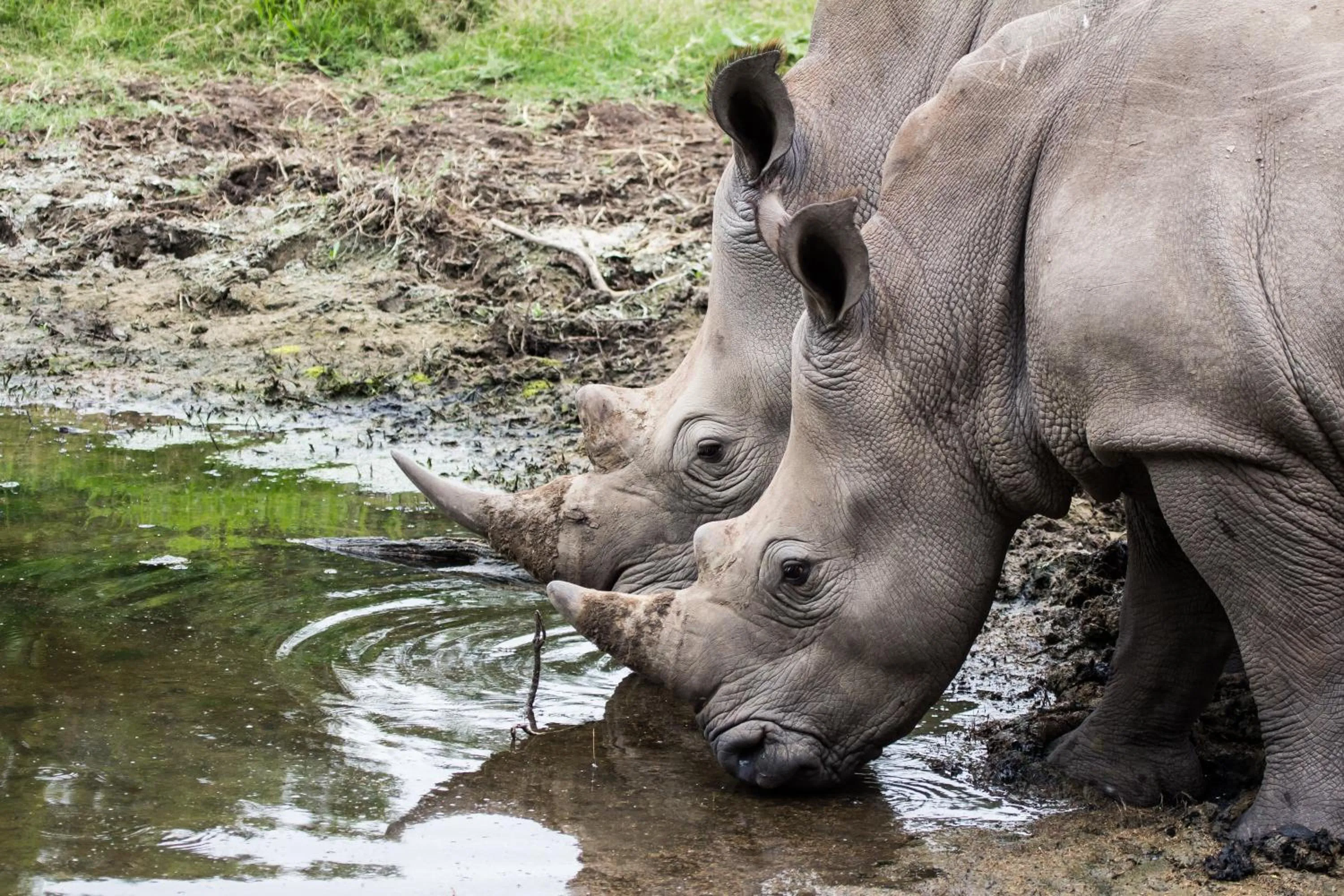 Animals in Sibuya Game Reserve and Lodge