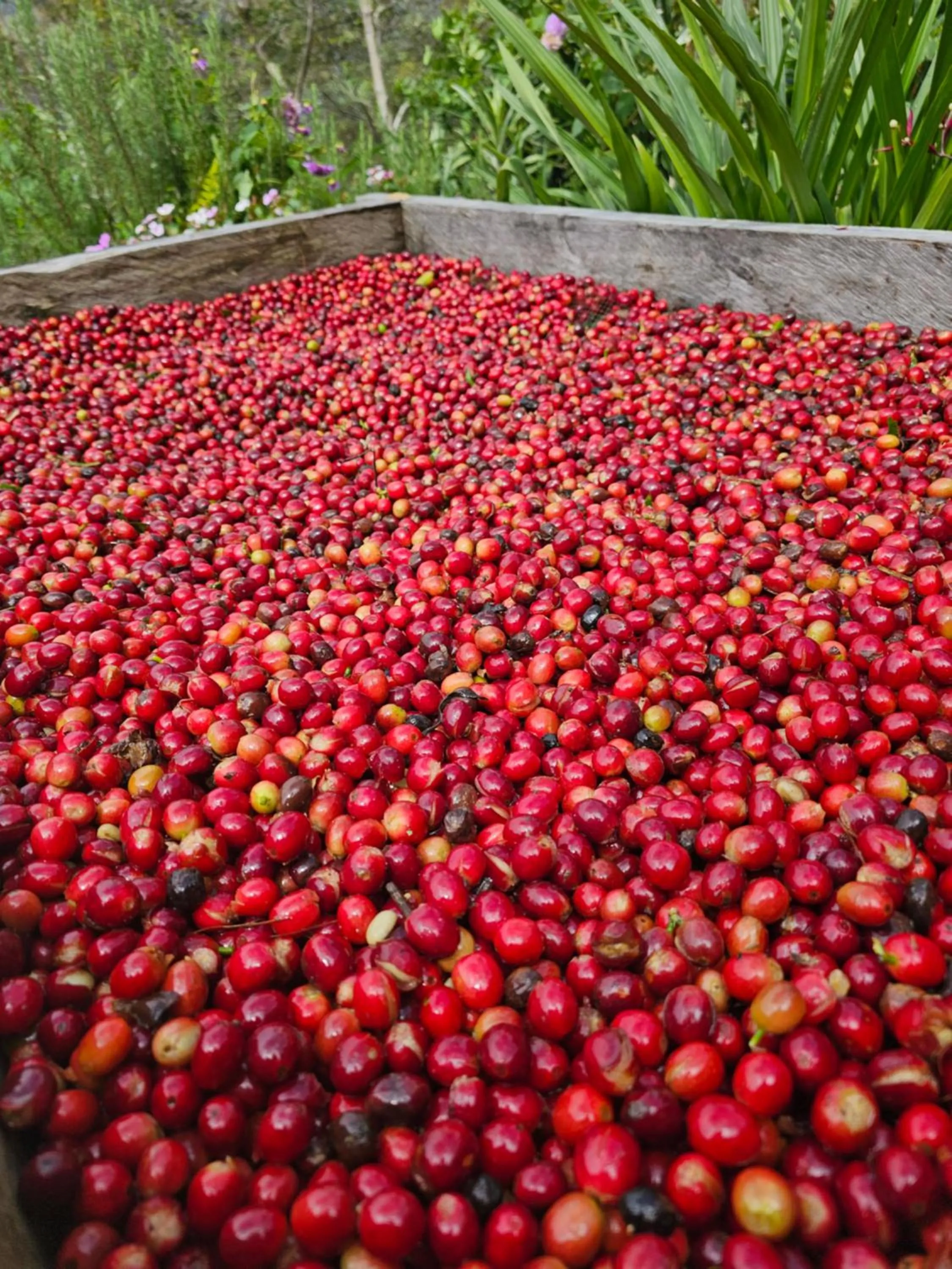 Food and drinks in Eco Horqueta