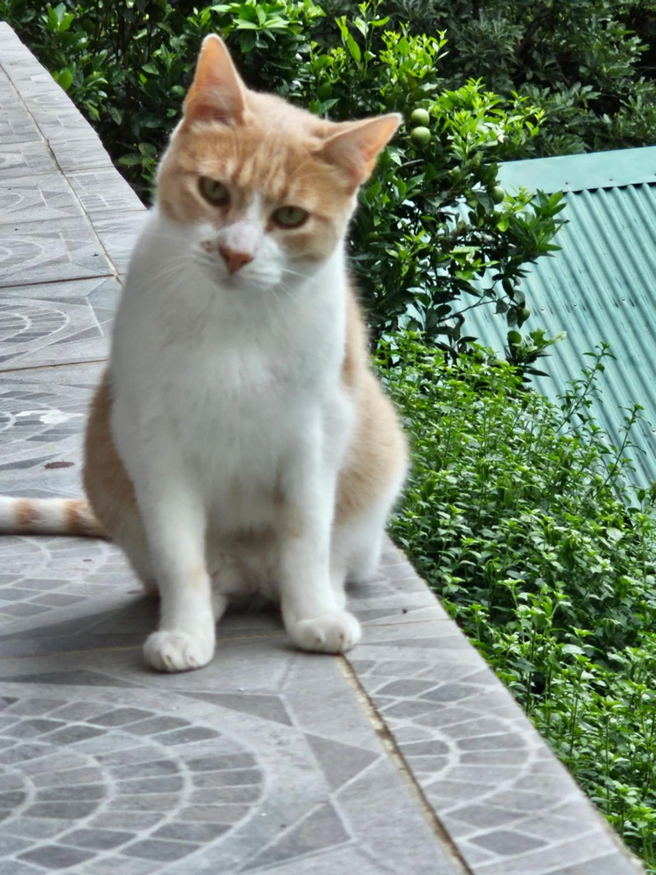 Pets in Eco Horqueta