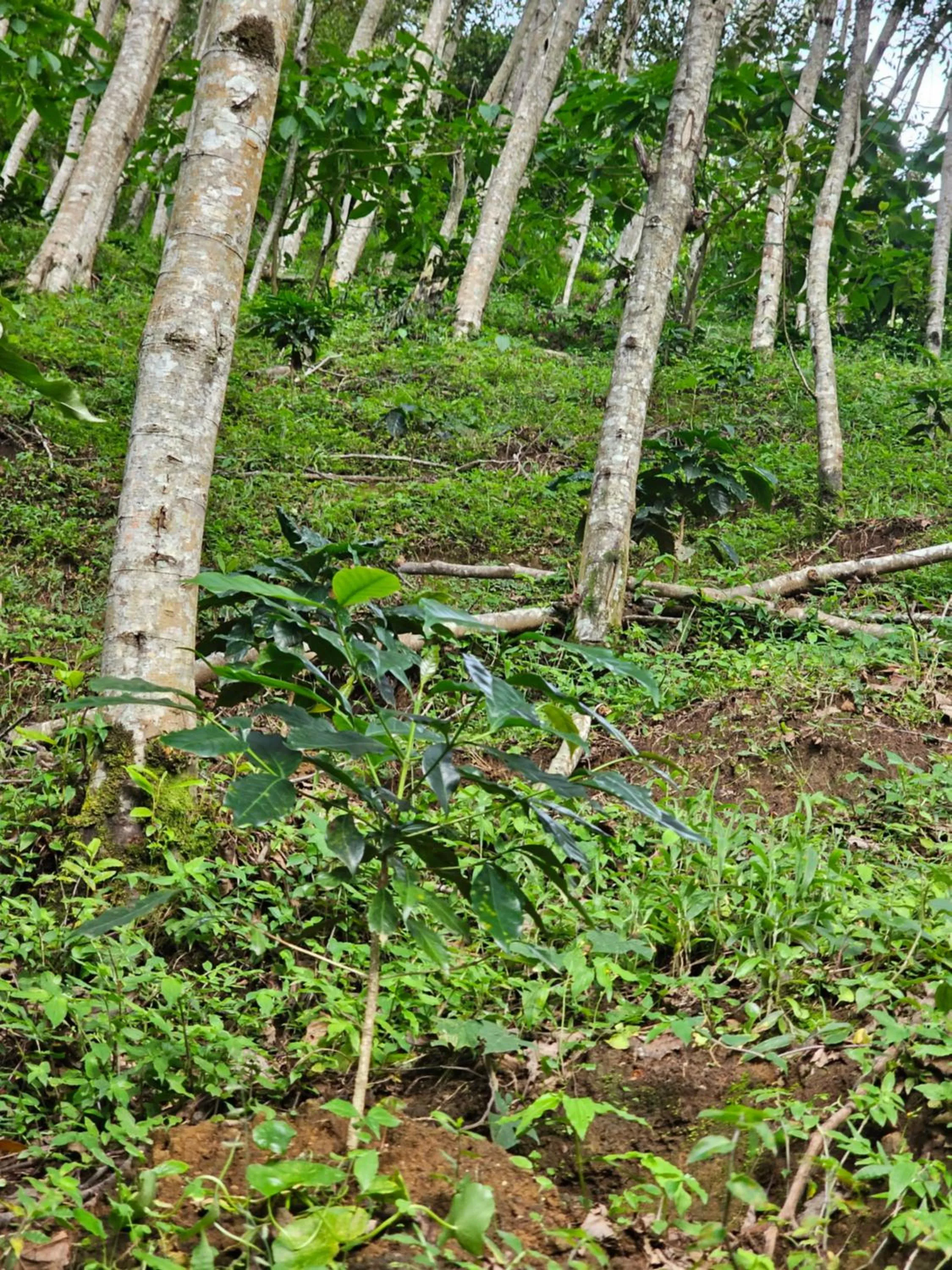 Natural landscape in Eco Horqueta