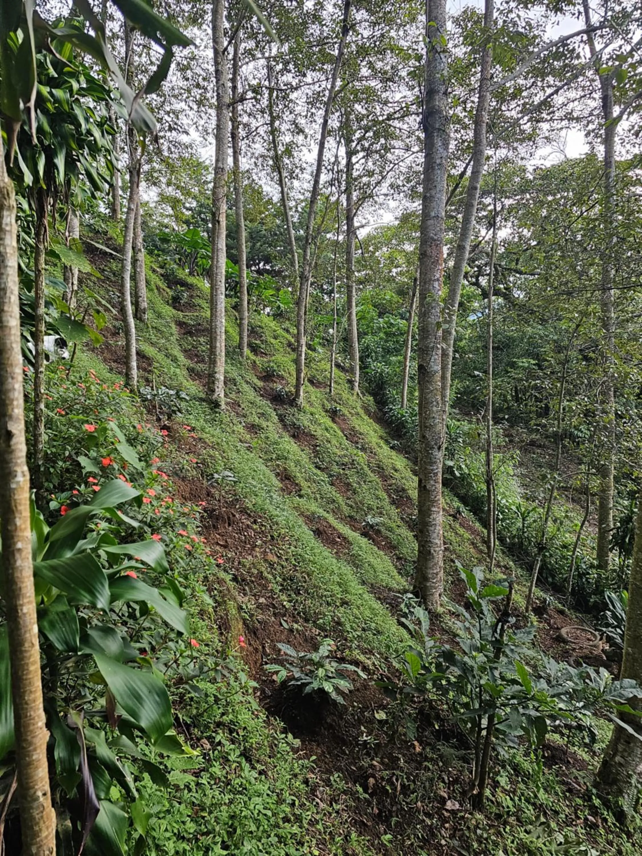 Natural landscape in Eco Horqueta