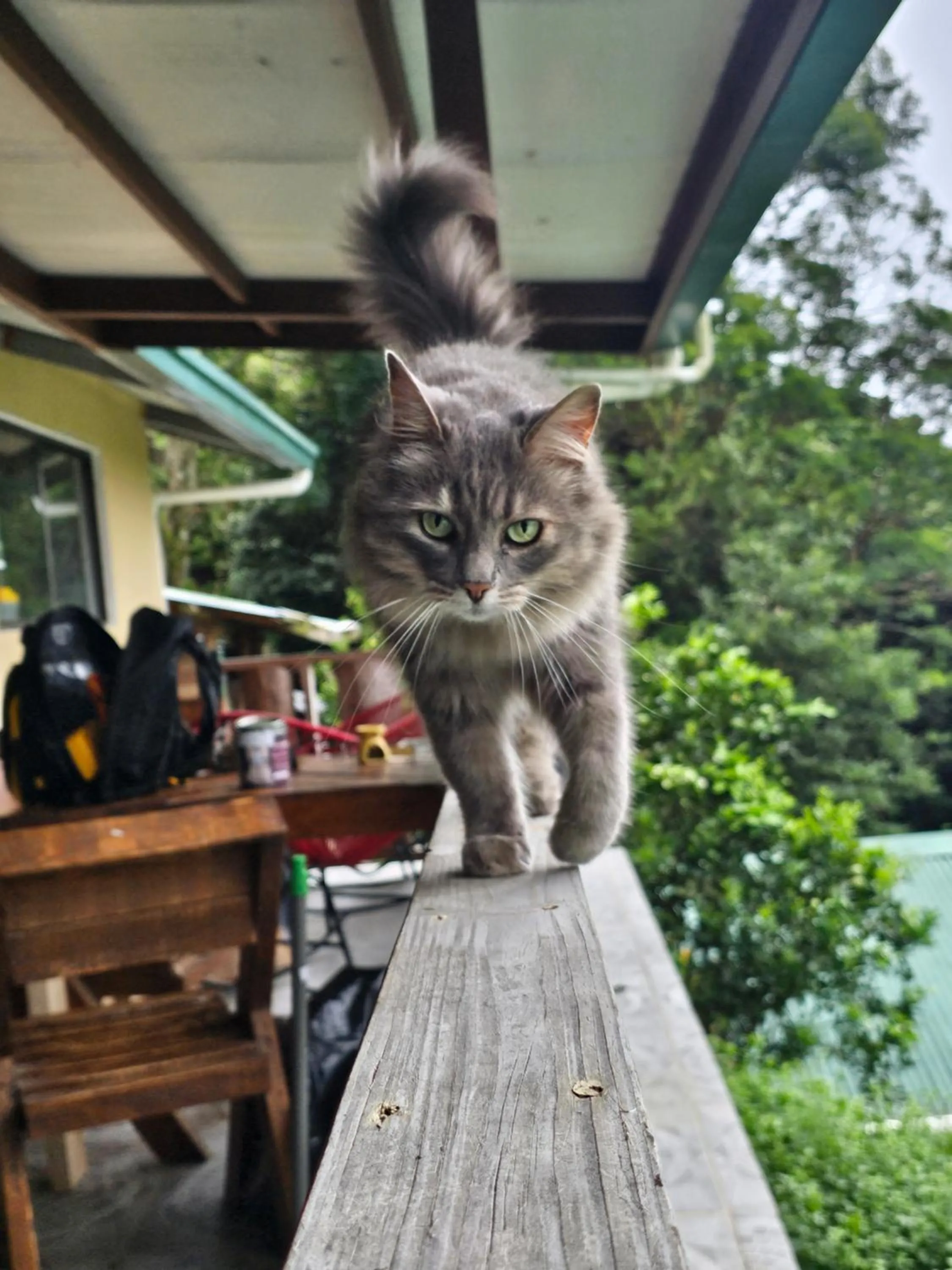 Pets in Eco Horqueta