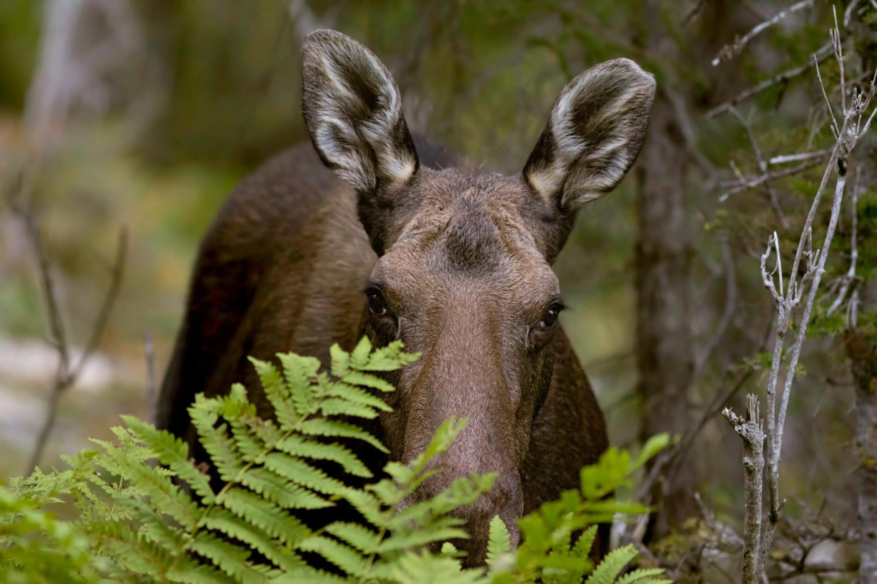 Animals in Auberge de Montagne des Chic-Chocs Mountain Lodge - Sepaq