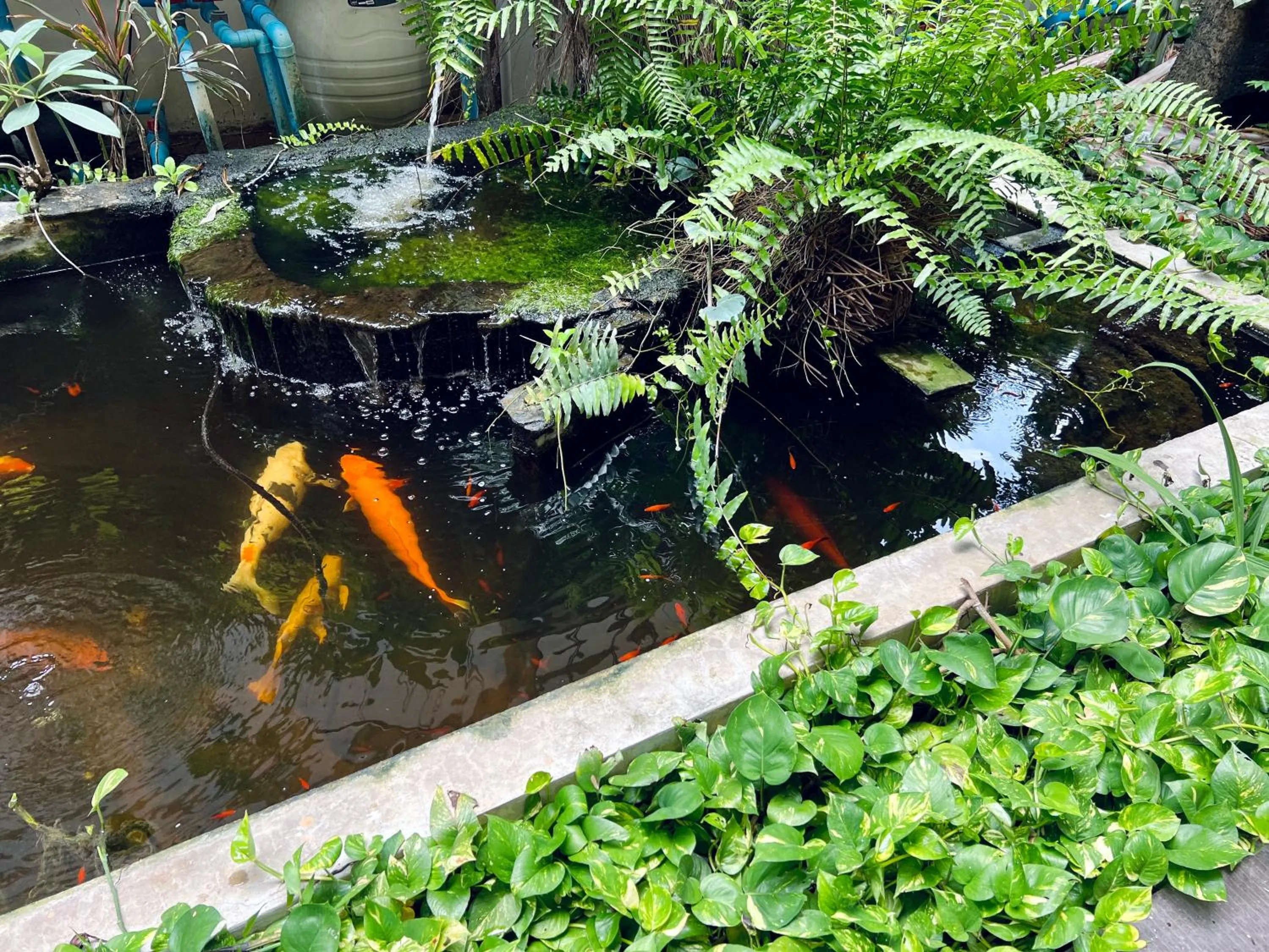 Garden in Hotel La Villa Khon Kaen