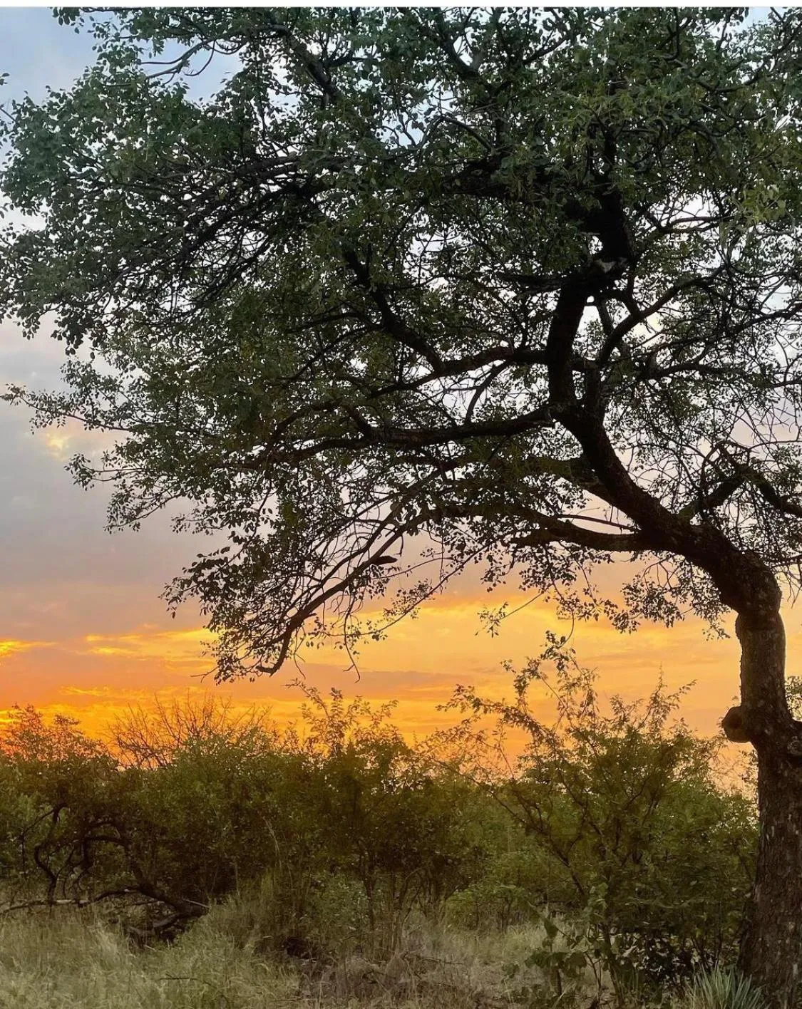 Natural landscape in Thula Private Lodge