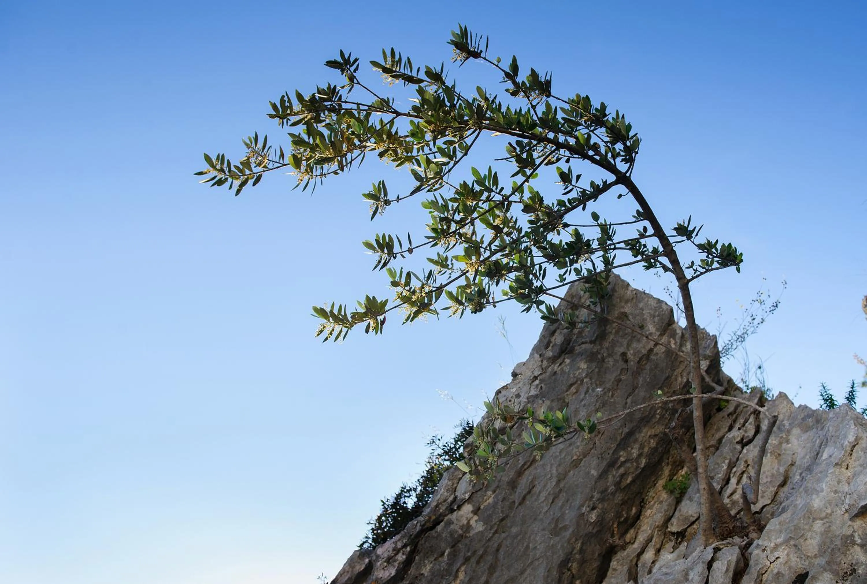 Garden in Villa Palloma