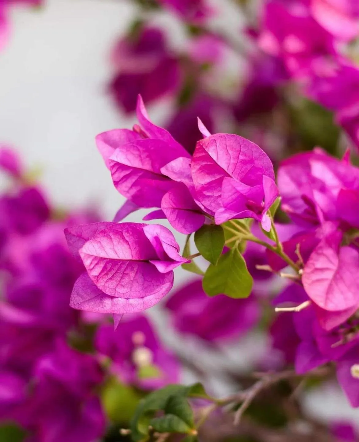 Swimming pool in Bungalows Las Hamacas