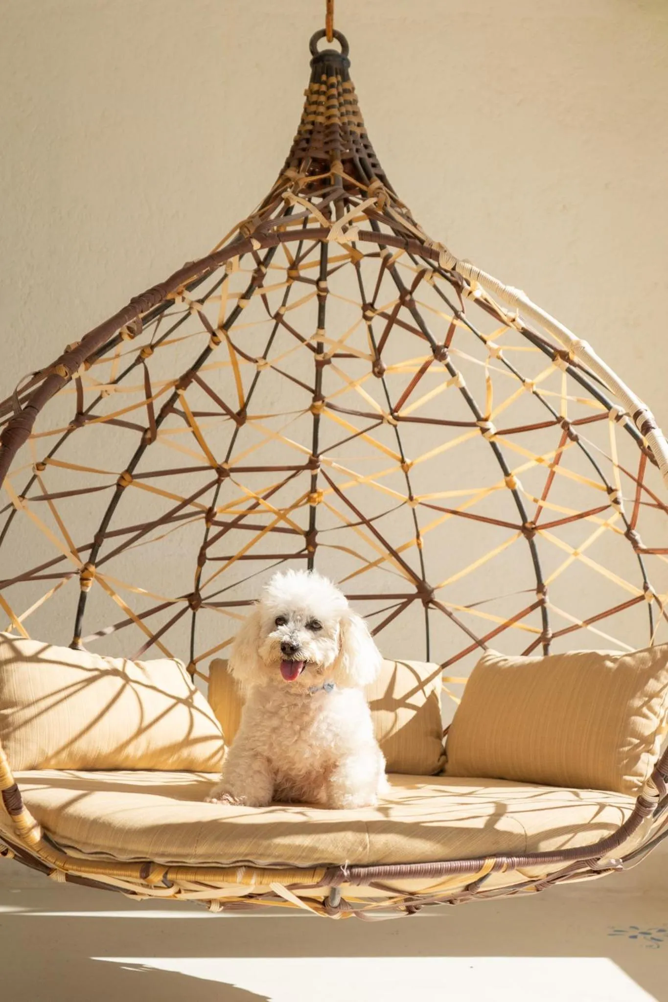 Pets in Mar del Cabo By Velas Resorts Adults Only