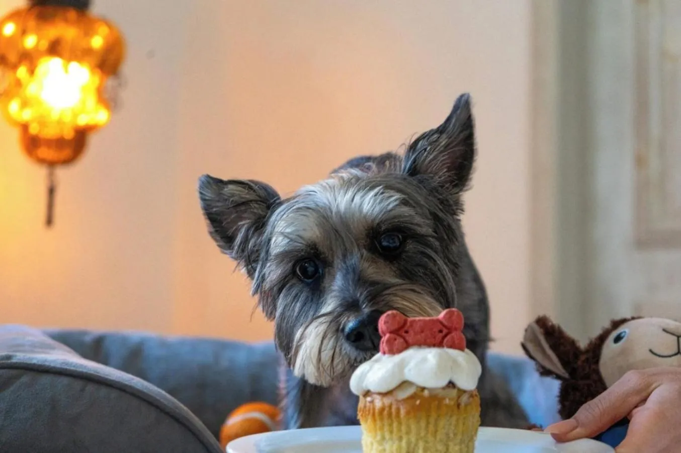 Pets in Mar del Cabo By Velas Resorts Adults Only