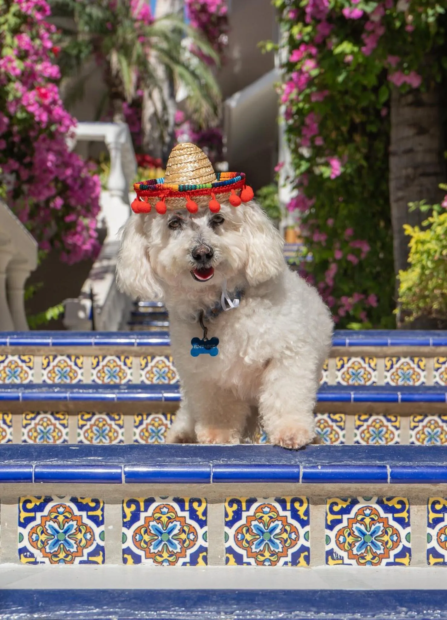Pets in Mar del Cabo By Velas Resorts Adults Only