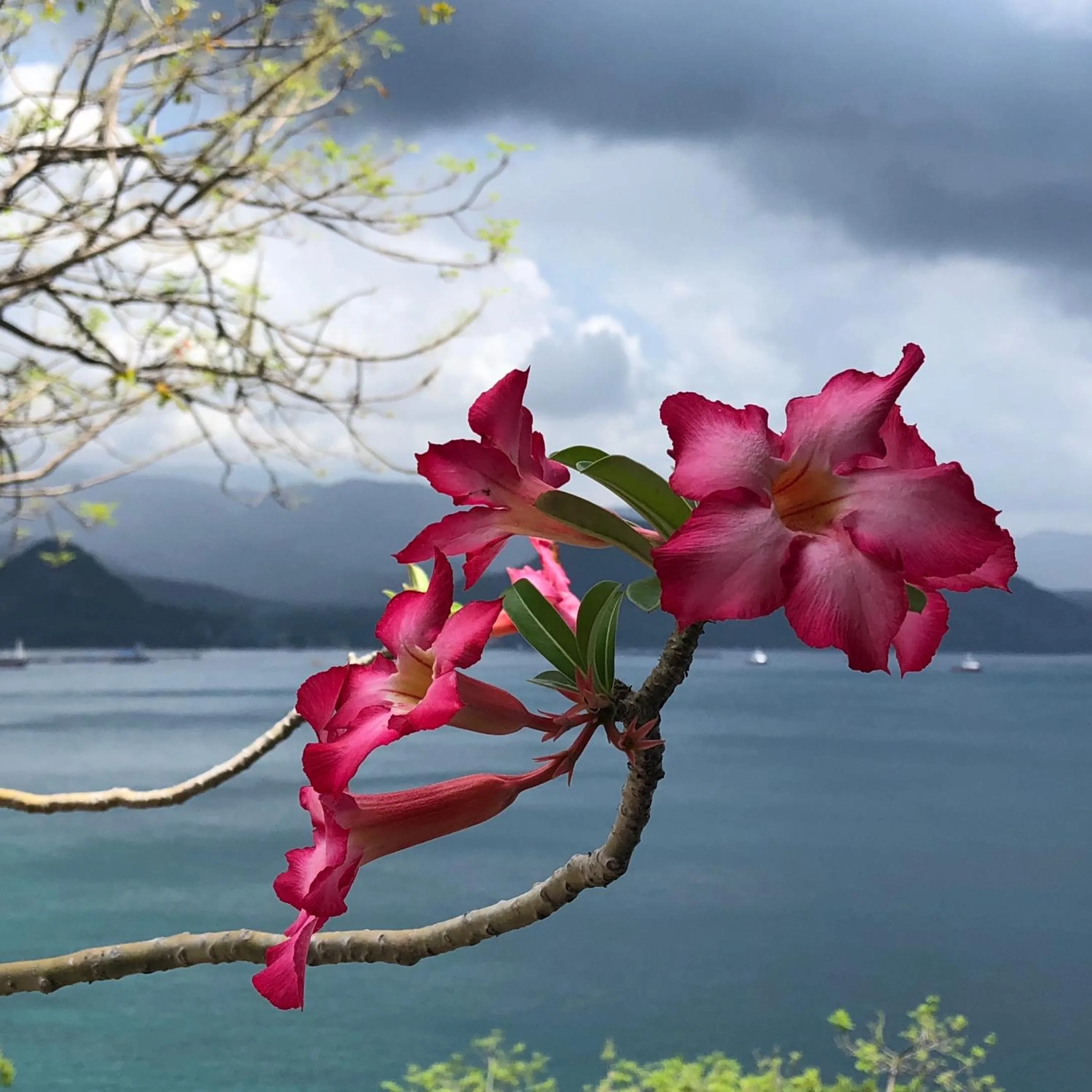 Garden in Bloo Lagoon Eco Village