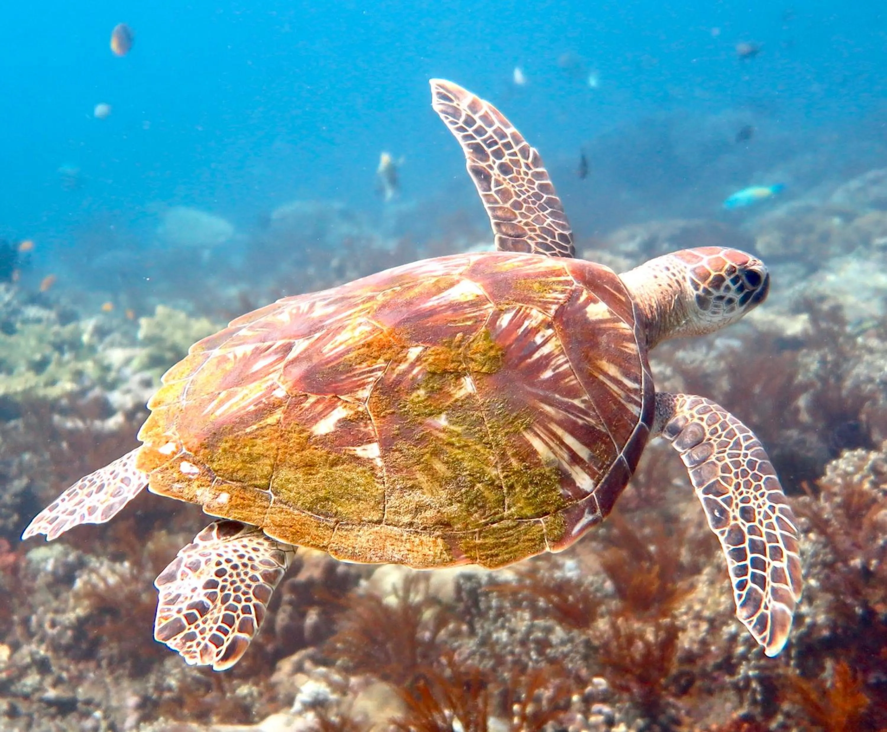 Diving in Bloo Lagoon Eco Village