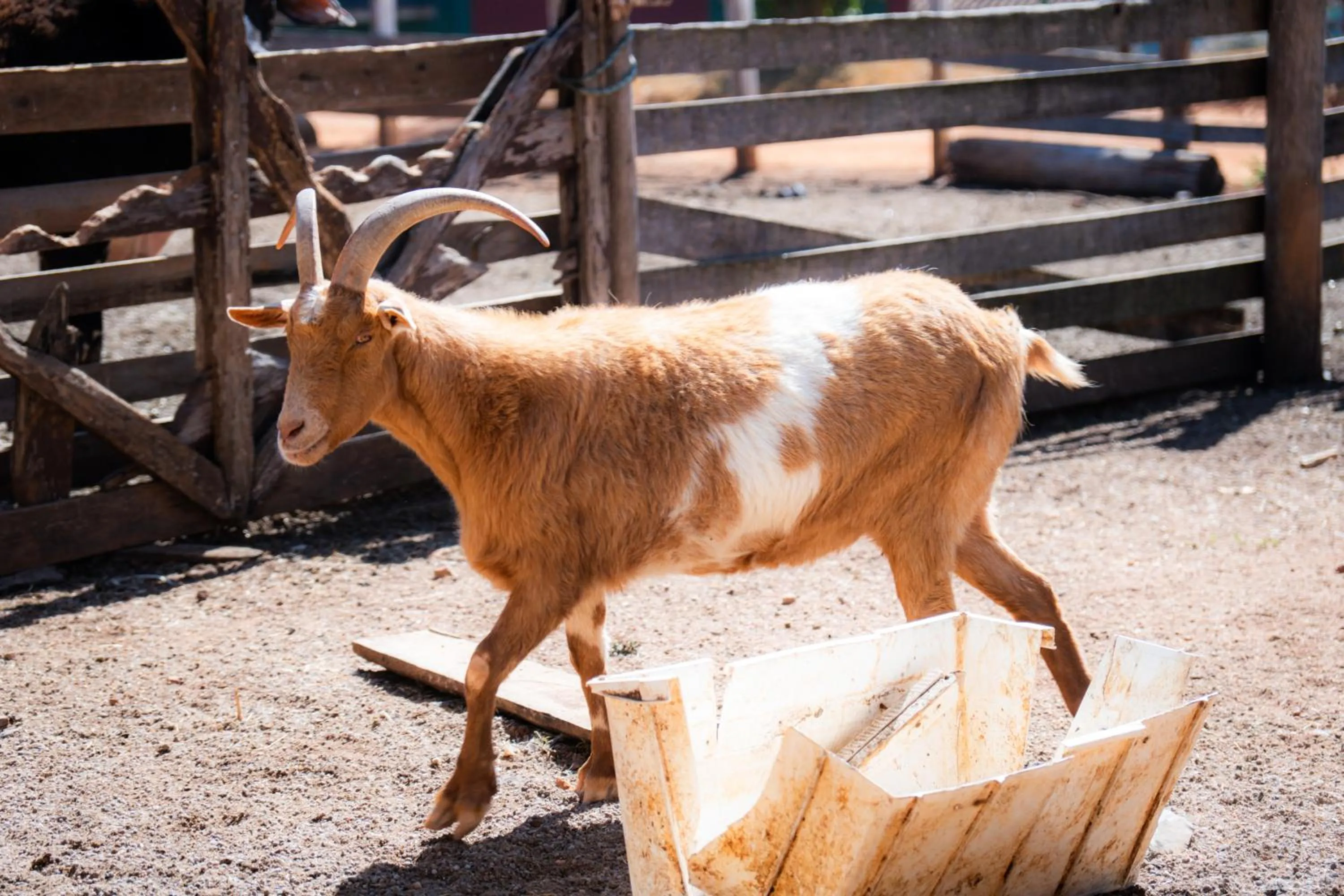 Day in Hotel Fazenda Poços de Caldas