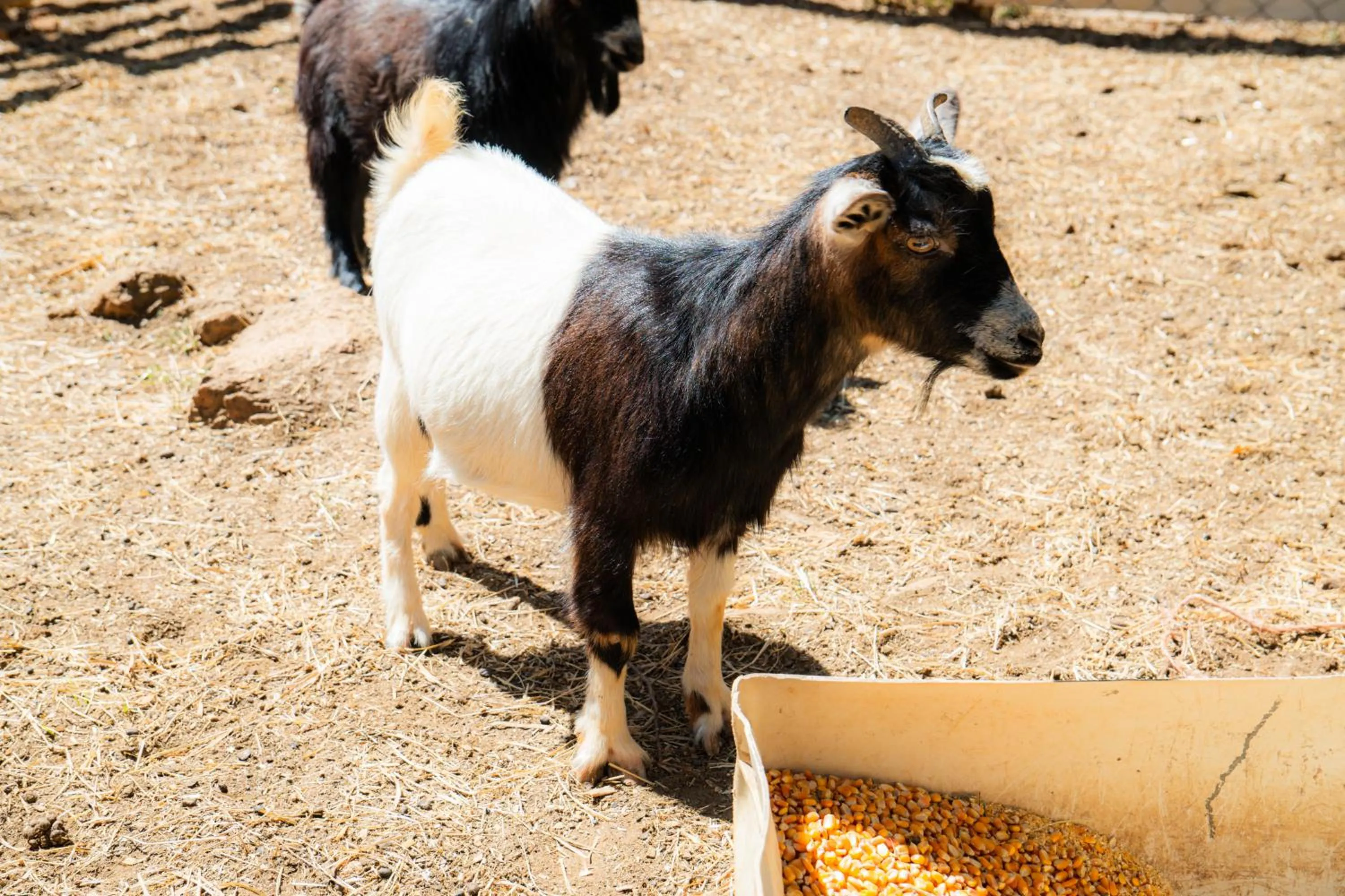 Day in Hotel Fazenda Poços de Caldas