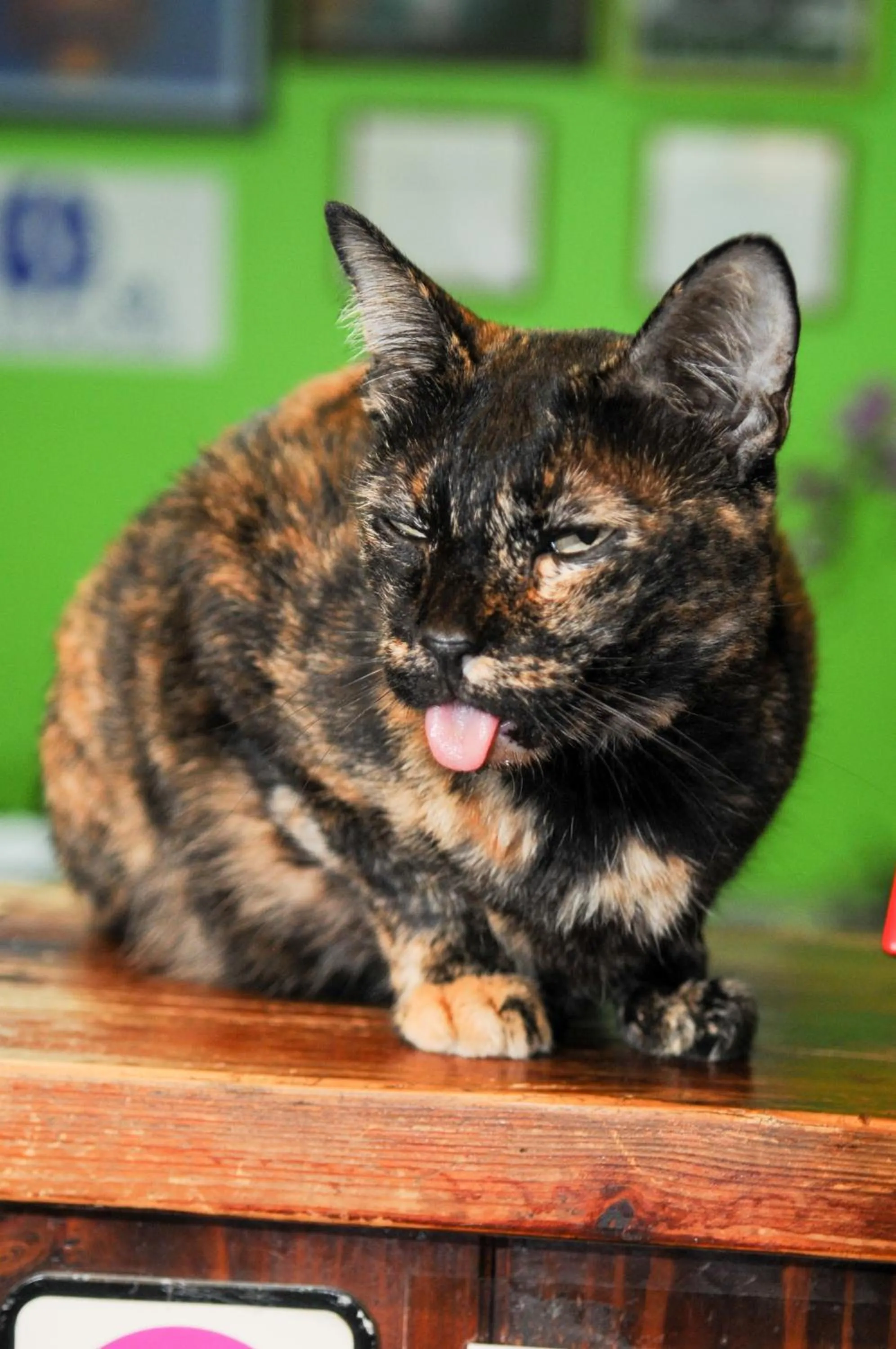 Pets in All in 1 Guesthouse