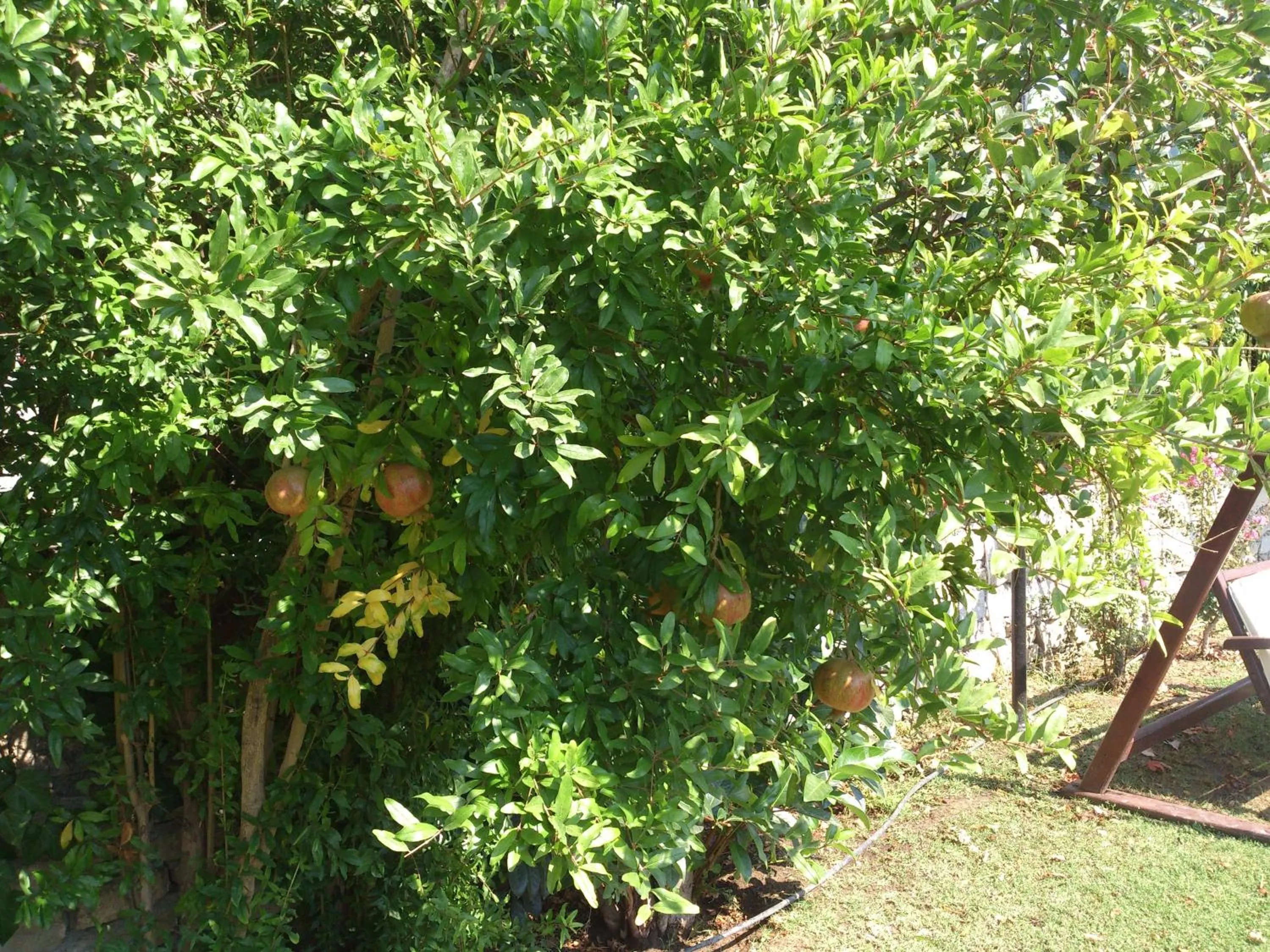 Garden in Casa Villa By Kirte