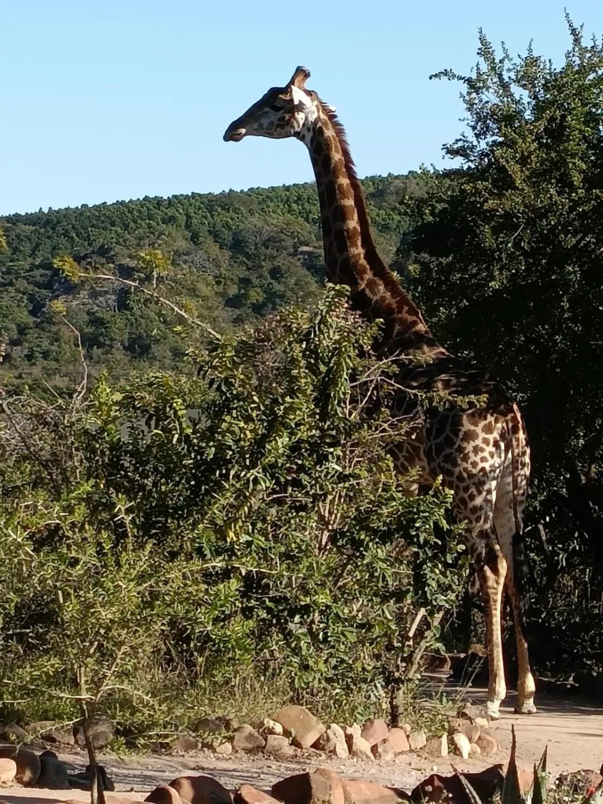 Natural landscape in Ndhula Luxury Tented Lodge