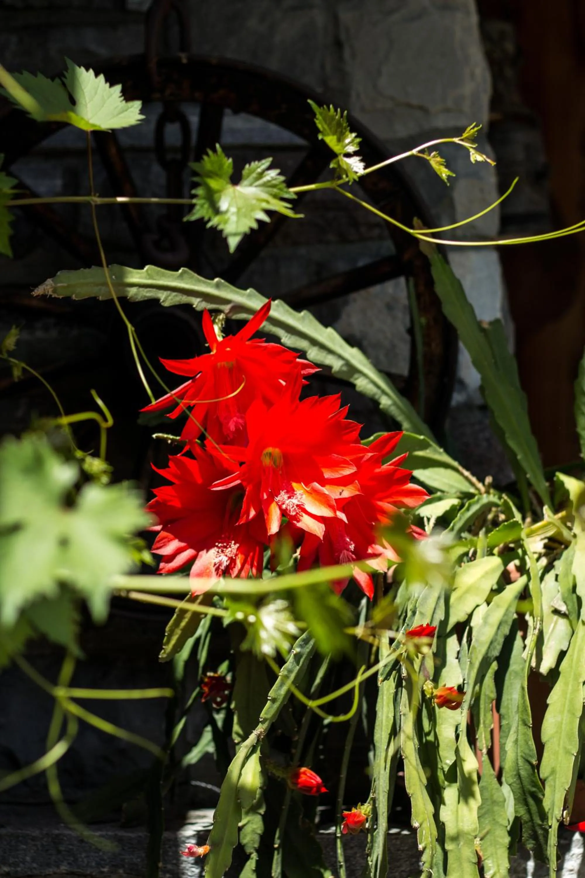 Garden in Pension Christophorus Hotel Garni