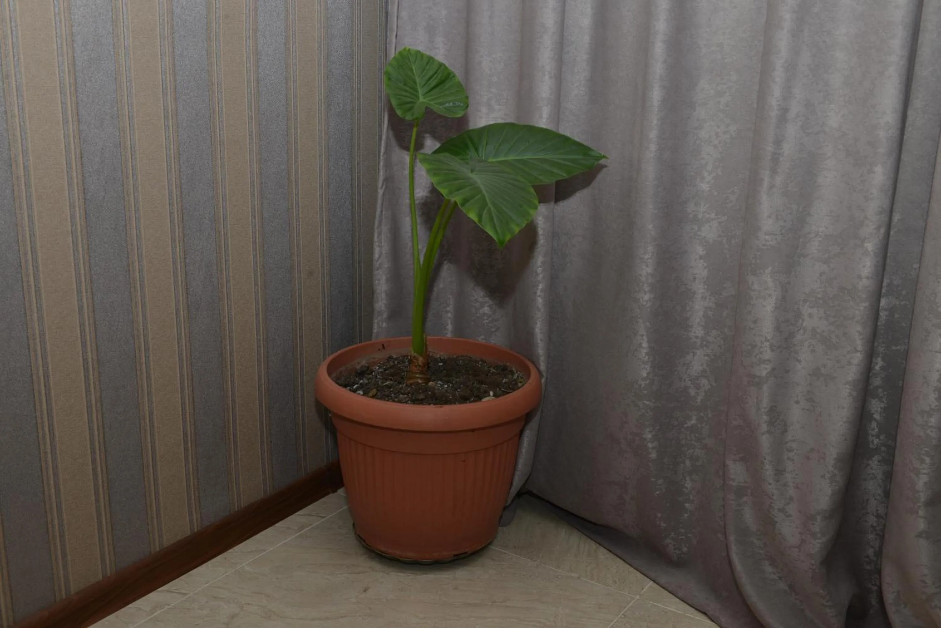 Other in My House in Akhaltsikhe