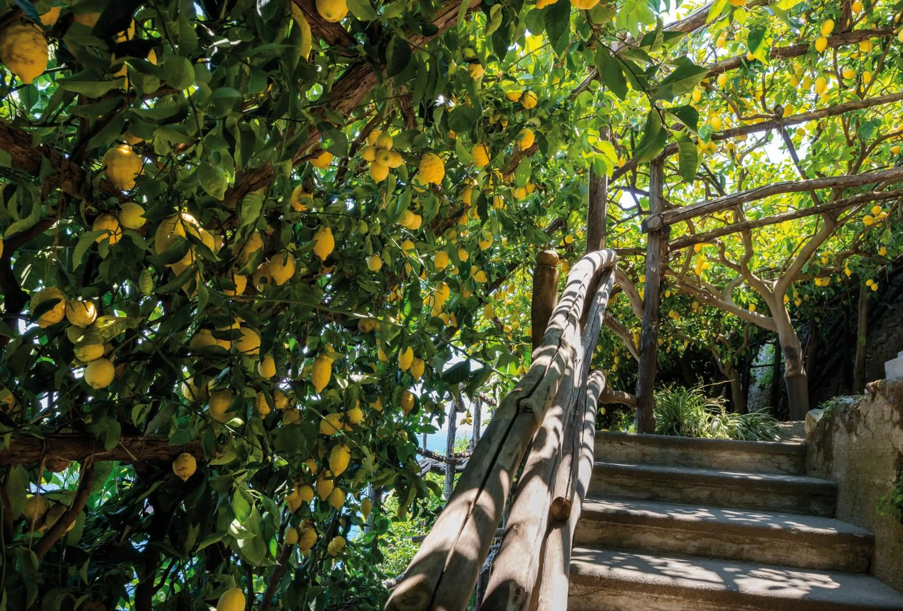 Garden in Hotel Santa Caterina