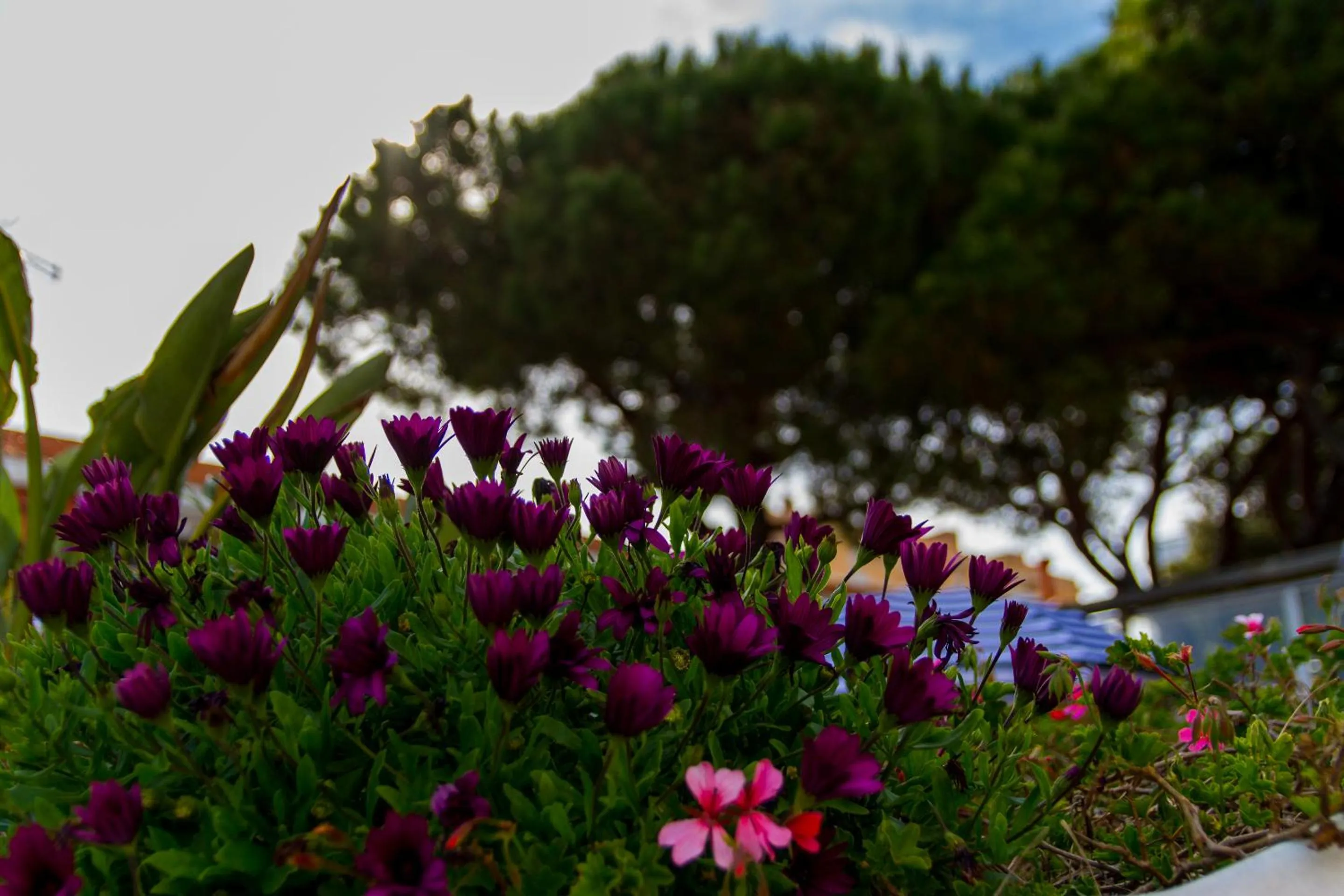 Apartamentos Quintasol